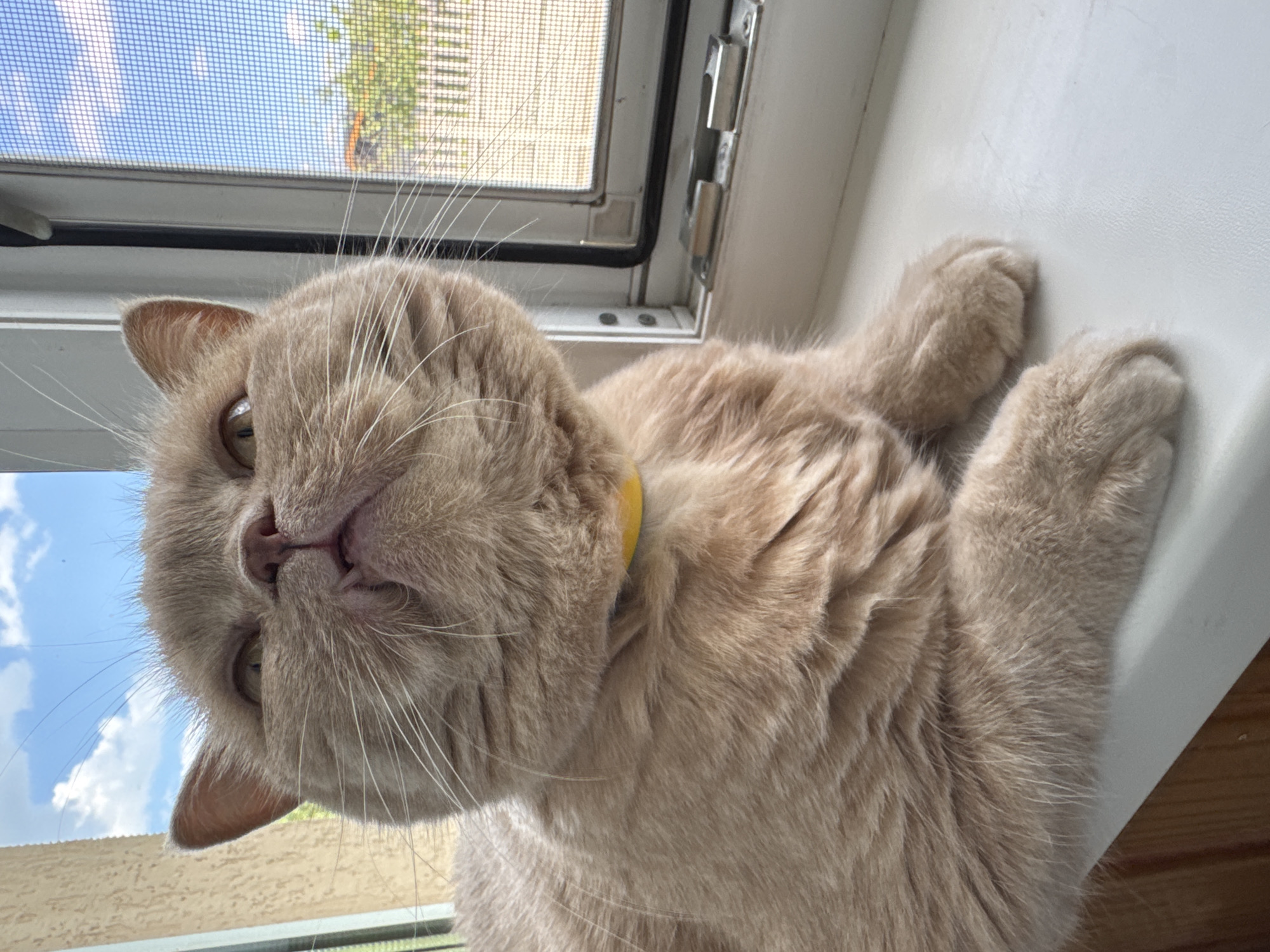 A light brown British Shorthair cat with a yellow collar is sitting on a white windowsill. The cat is looking upwards and to the left with its mouth slightly open. Through a window behind the cat, a bright blue sky with white clouds is visible, along with a screen door, white fence, and green trees. The interior of the room shows a wooden floor and a section of a wall.