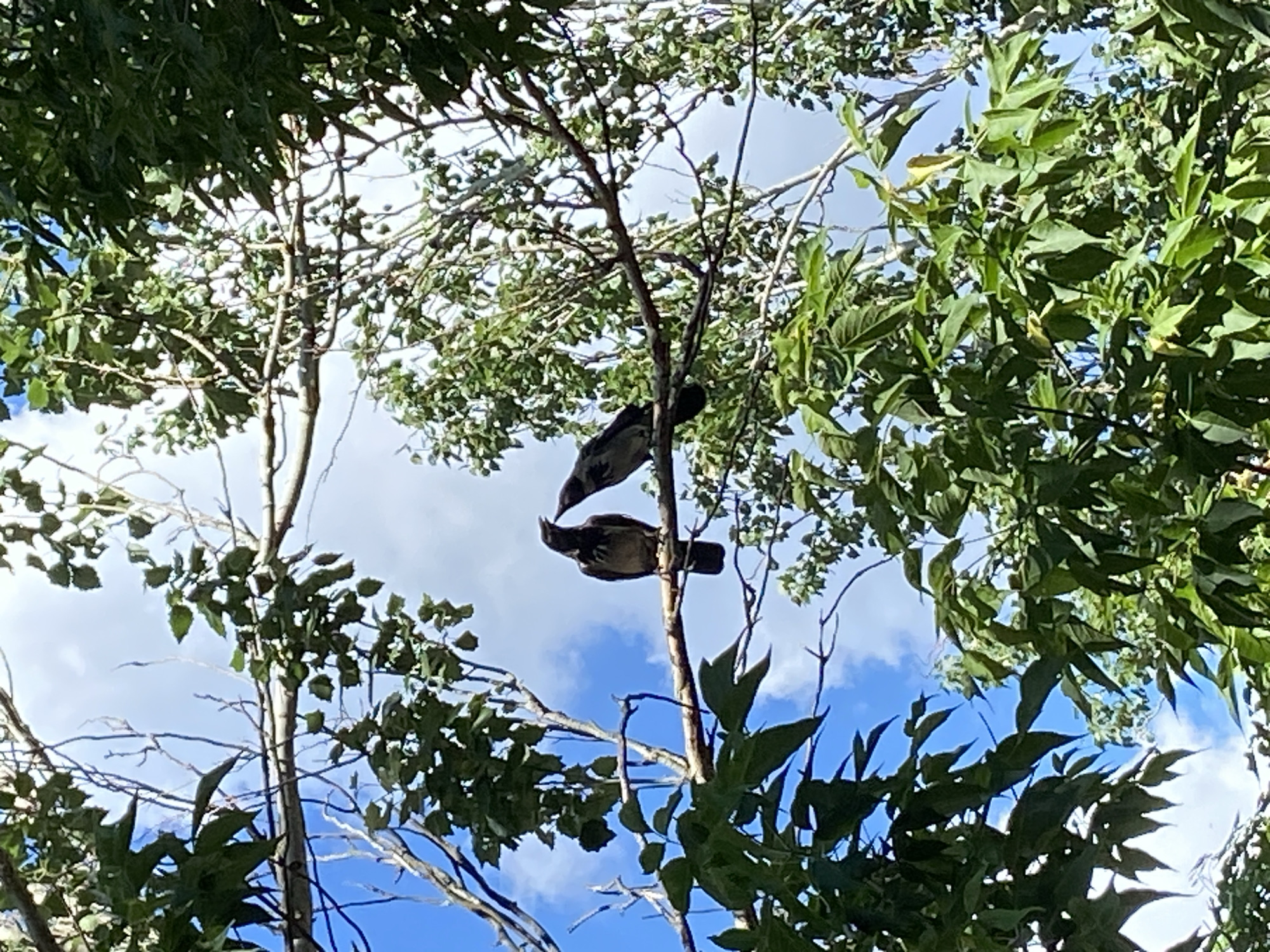 This is an eye-level, low-angle medium shot of two birds perched on branches against a bright blue sky with scattered clouds. The birds are dark gray or black and appear to be looking downwards. One bird is perched above the other, and both are positioned on thin, light-brown branches. The branches are part of a tree with vibrant green leaves that partially obscure the sky and the birds. The leaves are varied in size and shape, with some appearing larger and darker green while others are smaller and lighter. The overall scene suggests an outdoor setting during the daytime. The lighting indicates it's likely sunny, with bright illumination on the leaves. There is no visible text in the image.