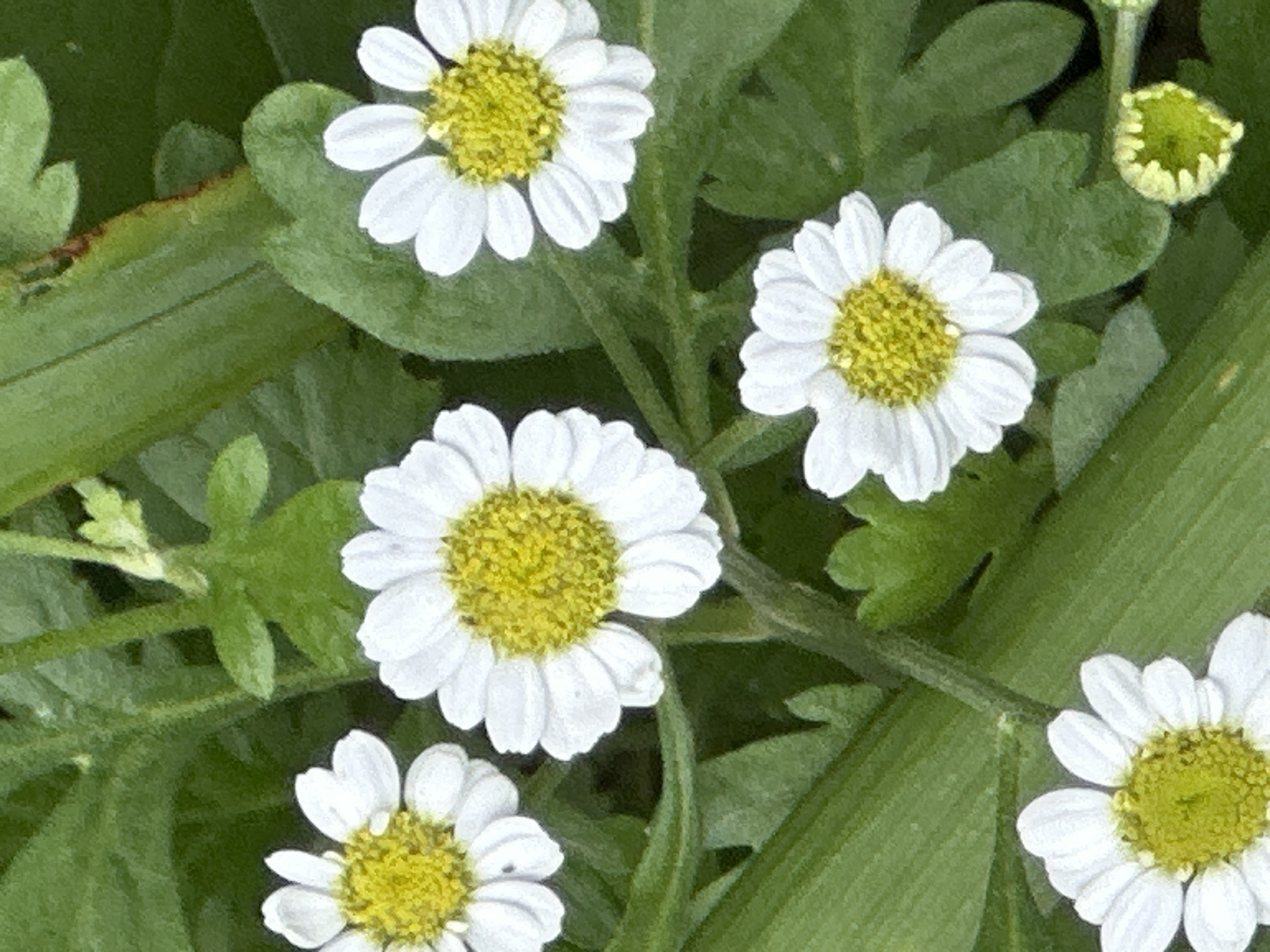This is a close-up, high-angle photograph of several white daisies with yellow centers, surrounded by green foliage. The flowers are in various stages of bloom, with one bud visible in the lower right corner. The lighting is natural, and the focus is on the flowers. The background consists of out-of-focus green leaves and stems. There are no people, animals, or man-made objects in the image. The location of this image within Podolsk, Russia, is not discernible from the photograph itself.