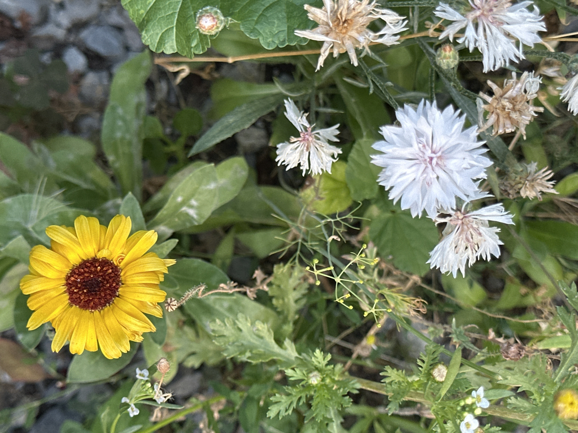 The image is a close-up, high-angle shot of a variety of flowers and foliage. A prominent yellow daisy-like flower with a dark brown center is in the upper left quadrant. Several white, spiky flowers are scattered throughout the frame, some appearing wilted and dry, others fresh. Green leaves and thin stems are abundant, with some pebbles visible in the blurred background. There are no people or actions depicted in the image. The environment appears to be a garden or natural outdoor setting. The image was taken in Krefeld, Germany.
