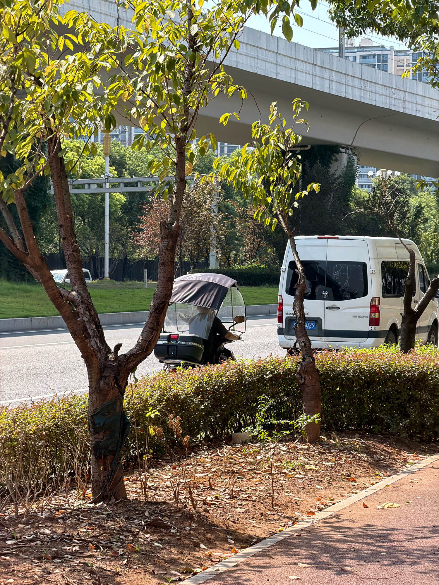 In Jiangjin, China, a street scene unfolds beneath an elevated highway. In the foreground, a paved walkway runs alongside a neatly trimmed hedge. Beyond the hedge, a street is visible with a three-wheeled vehicle, covered by a black canopy and driven by a person, traveling to the right. A white van is also visible on the street, parked behind the three-wheeled vehicle, also facing to the right. Two young trees with light brown bark stand in front of the hedge, with one of them having a dark green fabric wrapped around its base. Behind the vehicles, more greenery and buildings can be seen, with the elevated highway structure prominently arching overhead. The sky is clear and bright, indicating a sunny day.