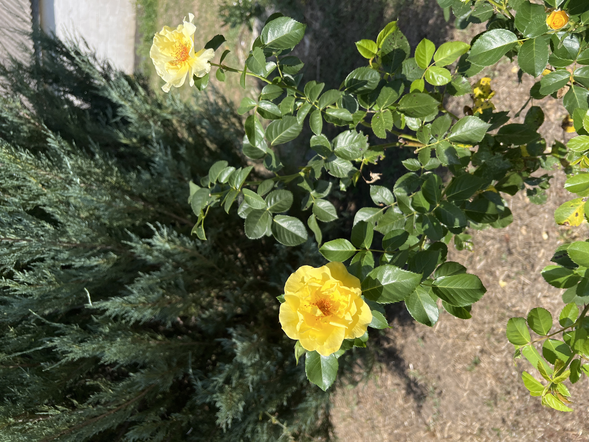 A close-up, eye-level shot captures a vibrant yellow rose bush in full bloom, set against a backdrop of a large, dark green evergreen tree and a white building with a corrugated roof. The rose bush features numerous green leaves and several yellow roses, with one prominent bloom in the foreground and another smaller one in the mid-ground. The ground beneath the bush is covered in dry, brown grass and some scattered leaves. The lighting suggests a sunny day, casting shadows on the ground and highlighting the dew drops on the rose petals. The scene appears to be an outdoor garden.