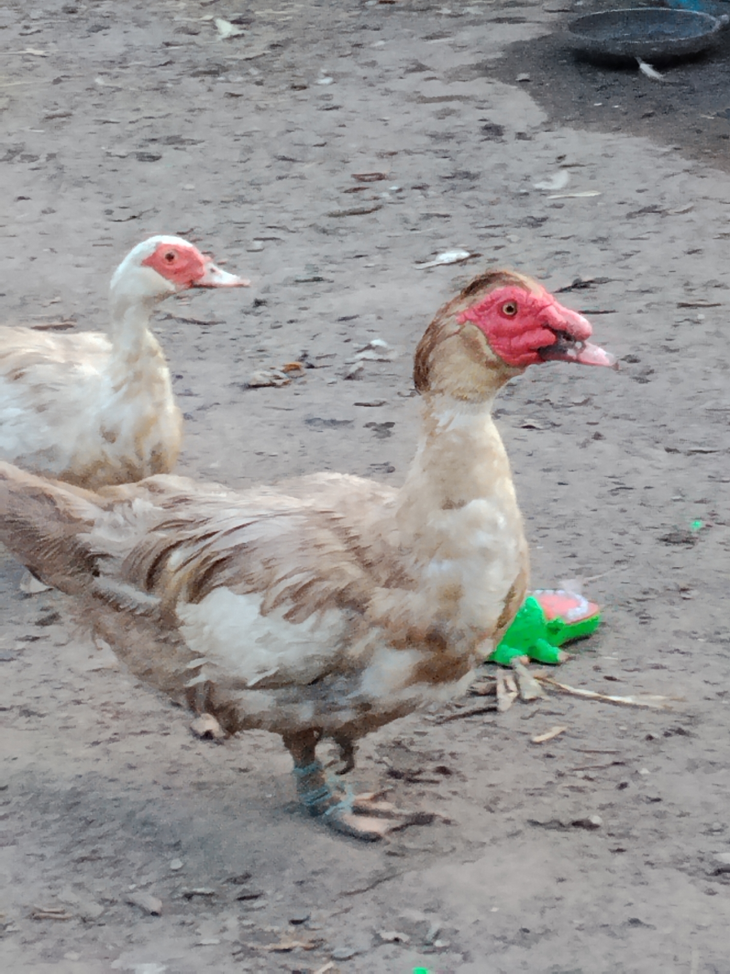 In Ustyvytsia, Ukraine, two Muscovy ducks are standing on a dirt ground. The duck in the foreground has light brown and white feathers, a red fleshy face, and a blue band around its leg. To its right, there is a small green toy with pink accents. The second duck, to the left and slightly behind the first, is mostly white with red markings around its eyes and beak. The ground is composed of dry dirt, with some scattered debris and small stones. In the background, a dark bowl is visible. The scene appears to be outdoors in a rural setting.