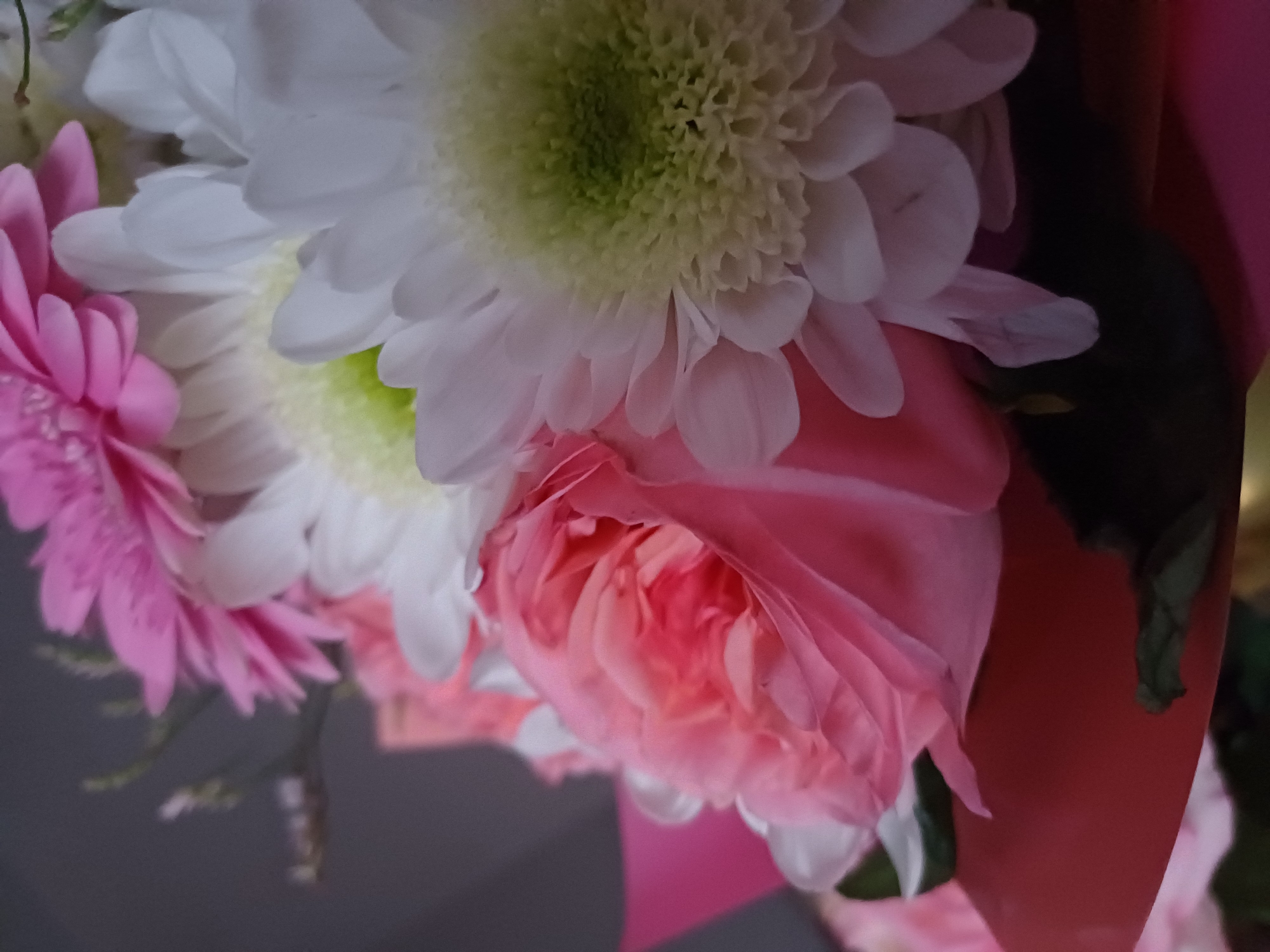 A close-up shot focuses on a bouquet of flowers, prominently featuring a large pink rose in the foreground. Behind the rose, several white daisy-like flowers with light green centers are visible. A pink gerbera daisy is also present in the upper left portion of the frame. The flowers are arranged in a bouquet, with some foliage and pink wrapping paper visible at the bottom. The background is a blurred, dark gray. There are no people or actions depicted in the image. The location is unknown, Unknown.