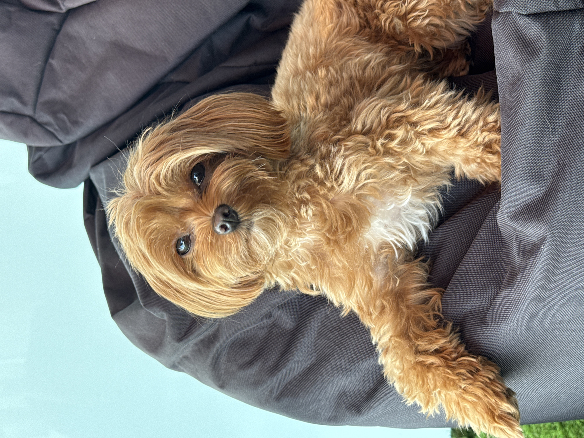 A small, light brown, fluffy dog is sitting on a dark grey beanbag chair. The dog is facing the camera and has dark eyes and a dark nose. Its fur is curly and appears slightly shaggy. The dog's left paw is extended forward, resting on the edge of the beanbag. The background is a solid light blue wall, and a hint of green grass is visible in the lower left corner of the image. The scene appears to be indoors or on a covered patio, given the presence of the beanbag and the indoor lighting. There is no indication of a specific location within Prague, Czechia.