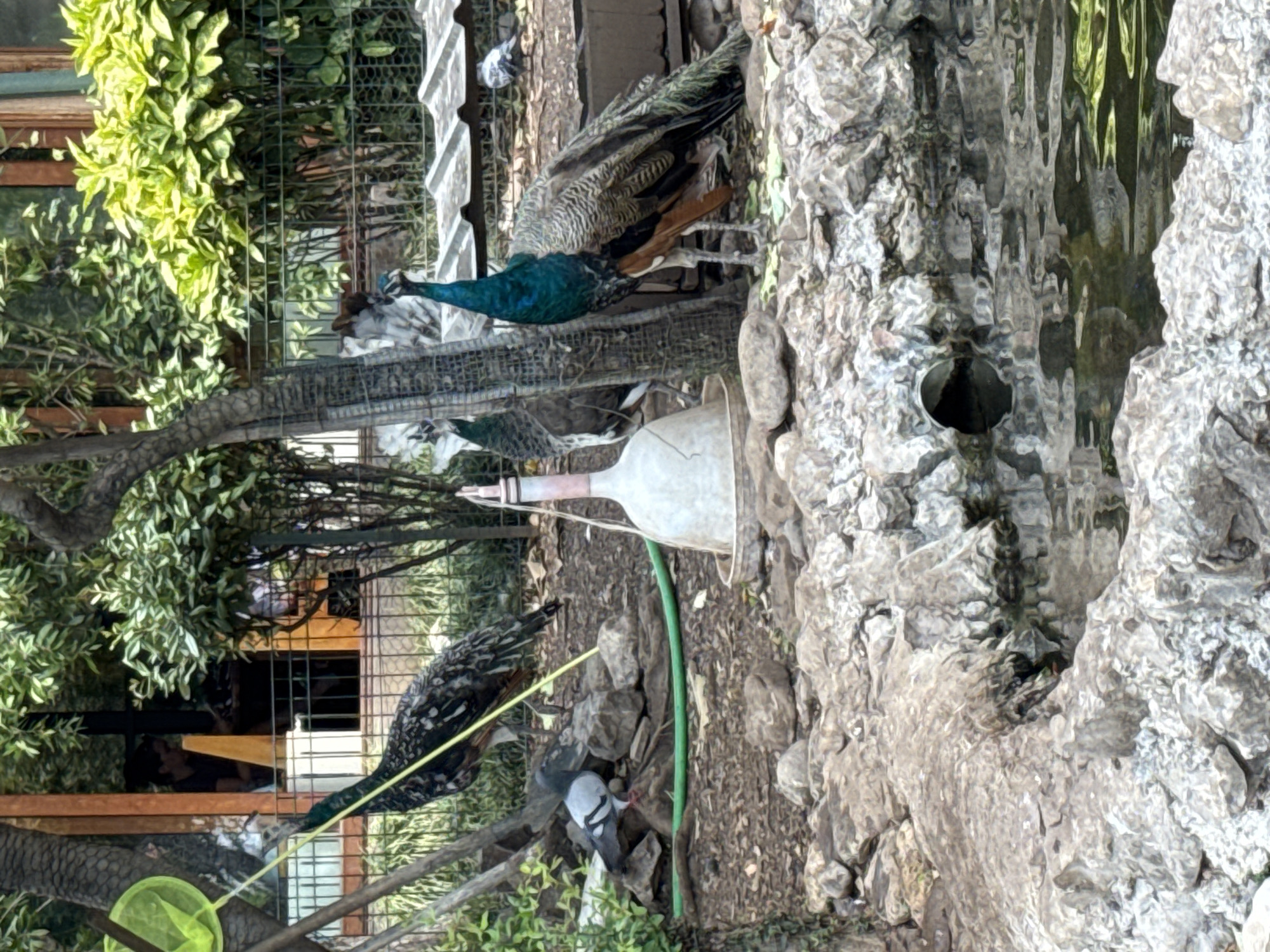 This is a photograph taken at the Budva City Park in Budva, Montenegro. The scene depicts two peacocks and two pigeons near a pond. The peacock in the foreground is facing right, showcasing its vibrant blue neck and feathered tail. The second peacock, on the left, is facing away from the camera. Two pigeons are on the ground, one near the left peacock and another further in the background. In the middle ground, there is a white feeder with a pink top. The environment consists of rocks, dry dirt, grass, and trees, with a fence and a building visible in the background. The pond in the foreground has calm water reflecting the surrounding greenery. The lighting suggests it is daytime, with some shadows present.