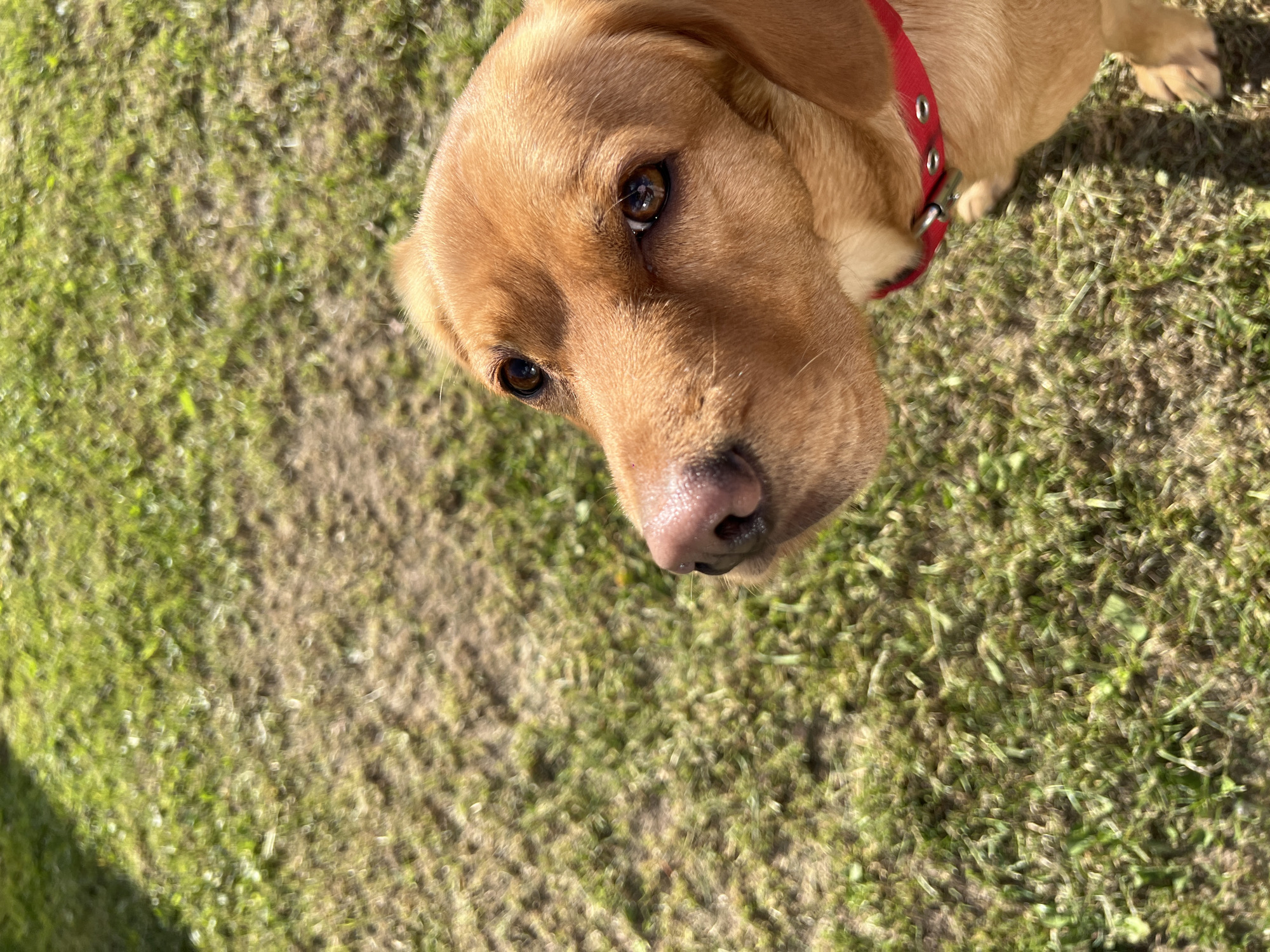 A golden Labrador Retriever with a red collar is the primary subject in this eye-level, outdoor photograph. The dog is positioned against a background of green grass with patches of brown dirt. The photograph appears to have been taken in the daytime with bright sunlight. The dog’s nose is pink and moist. The dog is looking directly at the camera. While the location cannot be confirmed as Chaikovsky, Russia, based solely on visual evidence, the scene depicts a dog in a grassy outdoor setting.