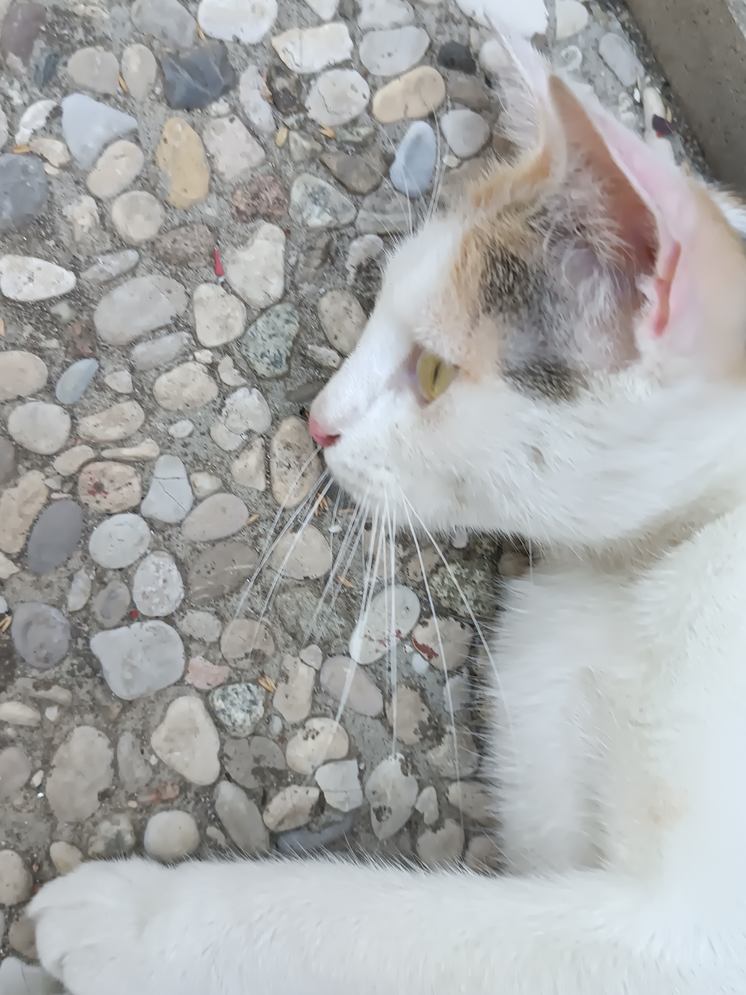 A calico cat is lying down on a stone-paved surface. The cat is primarily white with patches of orange and gray fur on its head and back. Its left eye is visible and appears to be yellow-green. Long white whiskers extend from its muzzle. The background consists of various-sized, smooth, light-colored stones and pebbles embedded in a sandy or gravelly surface. A small red object, possibly a piece of debris or a berry, is visible among the stones in the mid-left portion of the image. The scene is outdoors, likely in a garden or walkway. The image appears to be a close-up shot, focusing on the cat's head and upper body. No people are present in the image. The location is identified as Viadana, Italy.