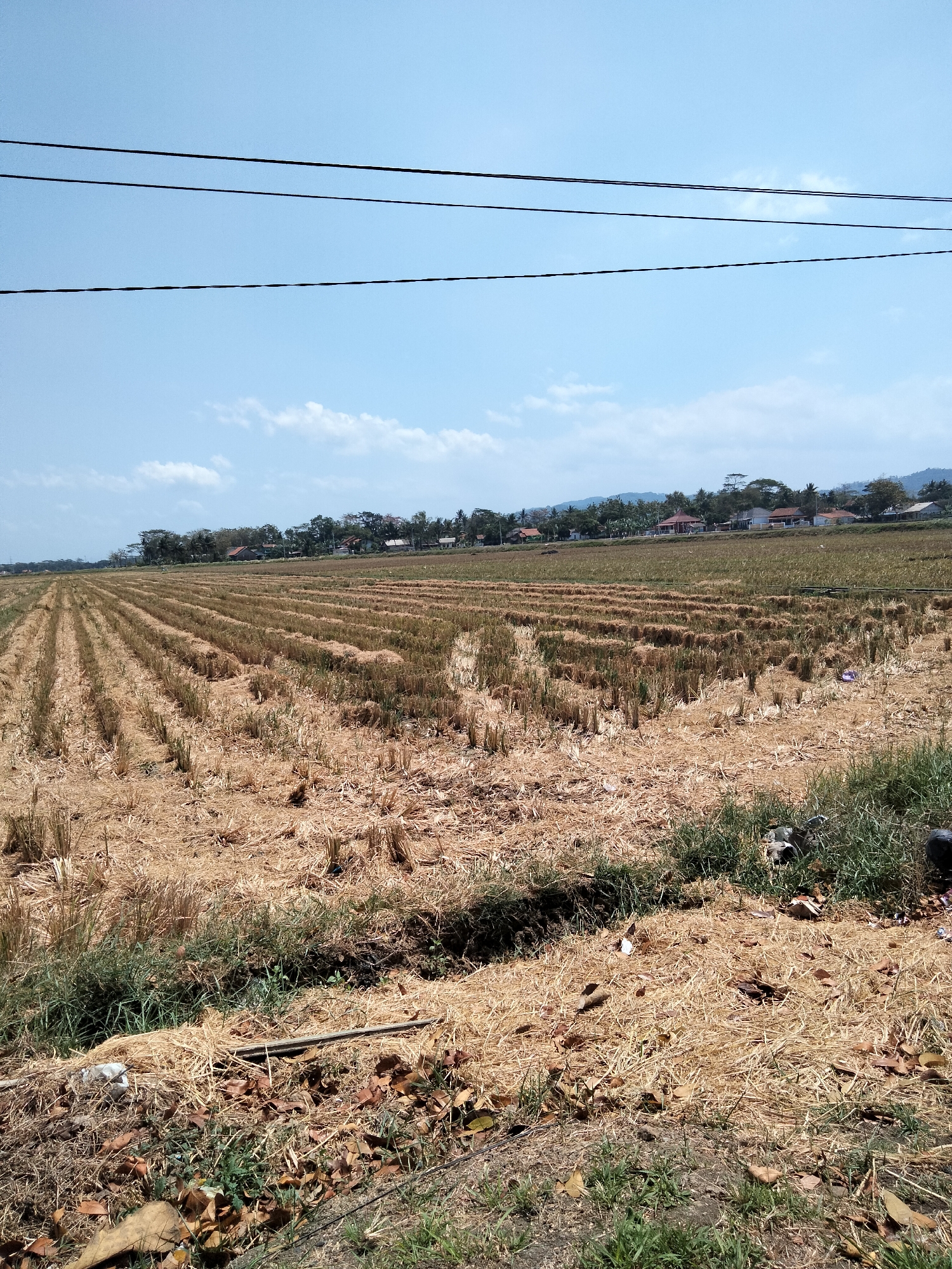 The image depicts a post-harvest rice field in the village of Maos, Indonesia. The field is covered with dry stubble and straw, indicating that the rice has been harvested. Rows of stubble are clearly visible, stretching towards the horizon. In the background, a line of trees and houses can be seen, suggesting a rural residential area adjacent to the agricultural land. The sky is clear blue with a few scattered white clouds. Three power lines are strung across the upper portion of the frame, parallel to the ground. The overall scene conveys a sense of a rural landscape during a dry season.