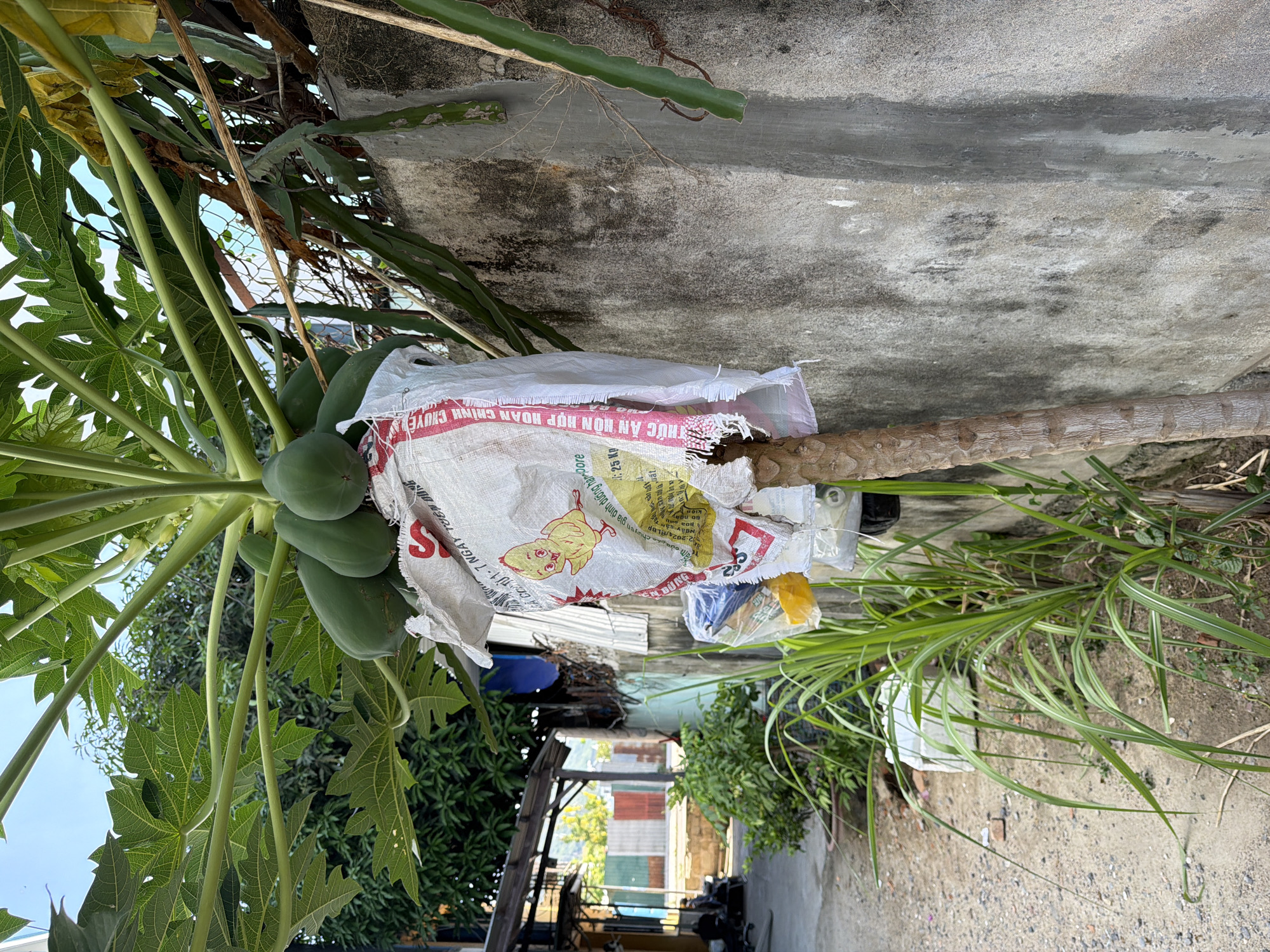 In Nha Trang Ward, Vietnam, a papaya tree is seen with several green papayas growing on it. A white plastic bag, printed with a yellow chick graphic and Vietnamese text, is tied around the lower portion of the tree trunk, partially obscuring the papayas and the trunk. Below the bag, a clear plastic bottle is attached. The tree is situated next to a textured, grey concrete wall. To the left of the tree, a path is visible, with greenery, including tall grass, growing along the base of the wall and extending onto the path. In the background, buildings and foliage are visible, suggesting an urban or semi-urban environment. The sky is clear and blue.