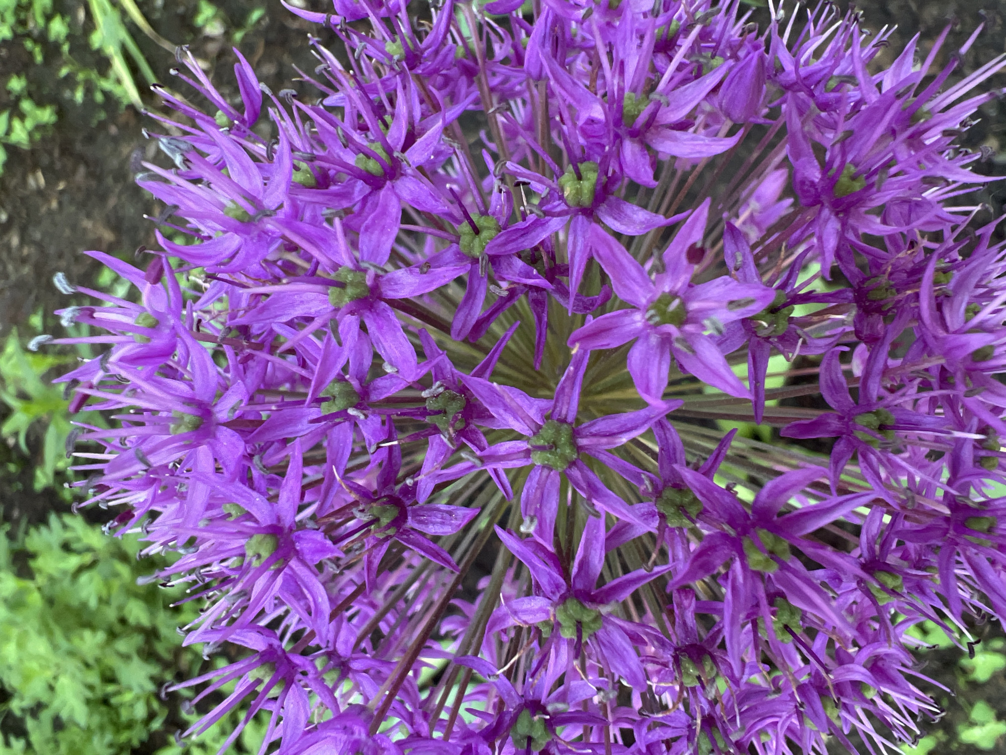 The image shows a close-up view of a purple Allium flower head. Each individual flower has six petals. Green centers are visible in most of the flowers. Thin, dark-colored stalks support each flower. In the background, there is some out-of-focus green foliage. There is no evidence in the image to determine the location as Chaikovsky, Russia, or any other specific location. No people, actions, or interactions are depicted.