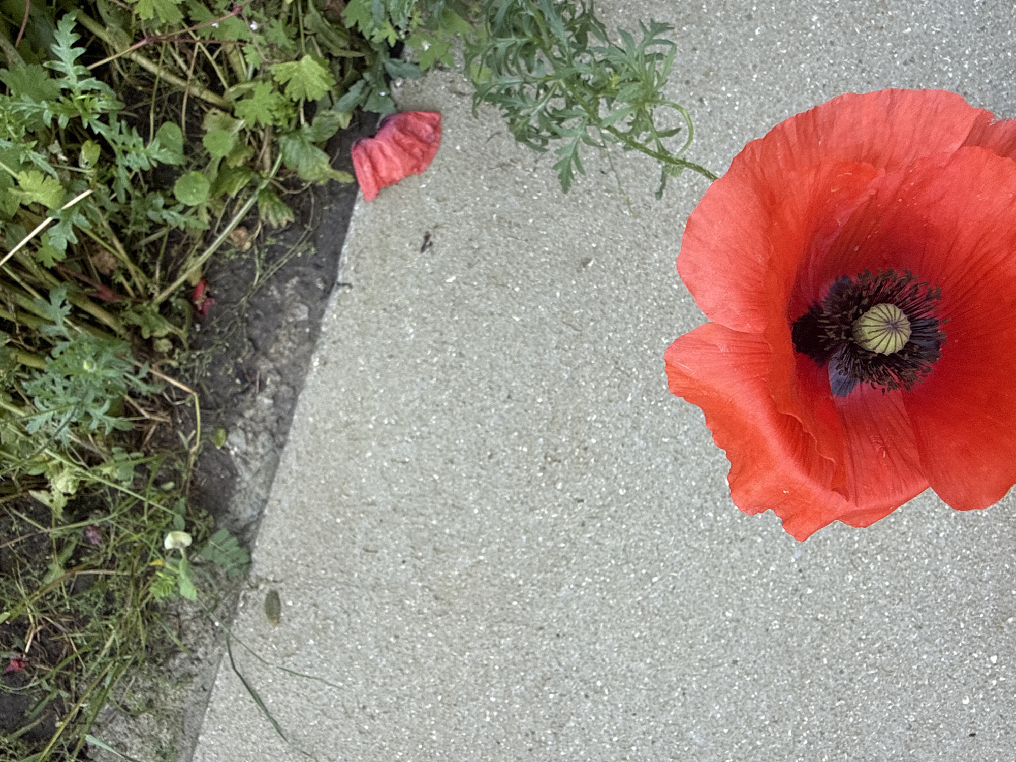 The image presents an overhead view of an outdoor scene, showcasing a vibrant red poppy flower contrasted against a granular concrete surface and lush green foliage.
The primary subject is a large, fully bloomed red poppy, prominently positioned in the top right quadrant of the frame. Its petals are a rich, deep red, displaying some natural creases and variations in color intensity. The center of the flower features a dark purple to black disc, from which a distinct, light green, ridged pistil extends.
To the left and upper left, a dense patch of green plant life occupies a significant portion of the image. This includes various types of foliage, such as finely dissected leaves, characteristic of poppy plants, and other broader-leafed greenery, all appearing healthy and verdant.
A light gray concrete surface, with a noticeable coarse, granular texture, extends across the right and bottom sections of the image. It forms a clear, diagonal division between the natural greenery and the man-made ground. On the concrete, near the border with the plants, a single crumpled red petal is visible, suggesting it has fallen from a poppy.
The scene is illuminated by bright, natural daylight, indicative of a daytime capture. There are no individuals present, nor is any text visible in the image. The setting suggests an edge between a natural growth area and a paved surface, possibly a garden path or roadside in Varna, Bulgaria.