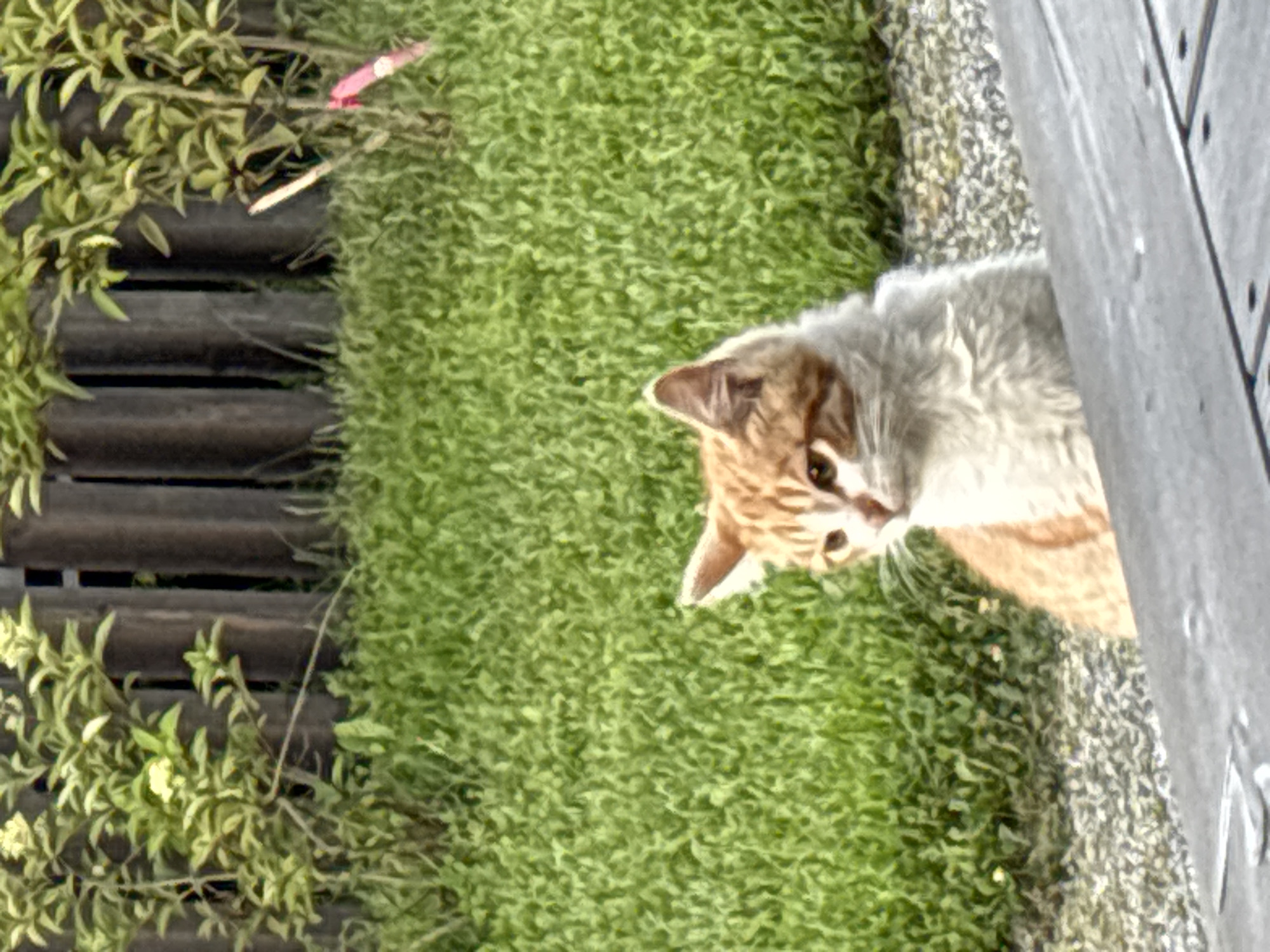 An orange and white cat is sitting on a gravelly surface in front of a green lawn. The cat is looking to the left, with its head turned slightly. Behind the lawn is a wooden fence, and beyond that, some bushes. The image appears to have been taken outdoors. This scene is located in Zvenigorod, Russia.