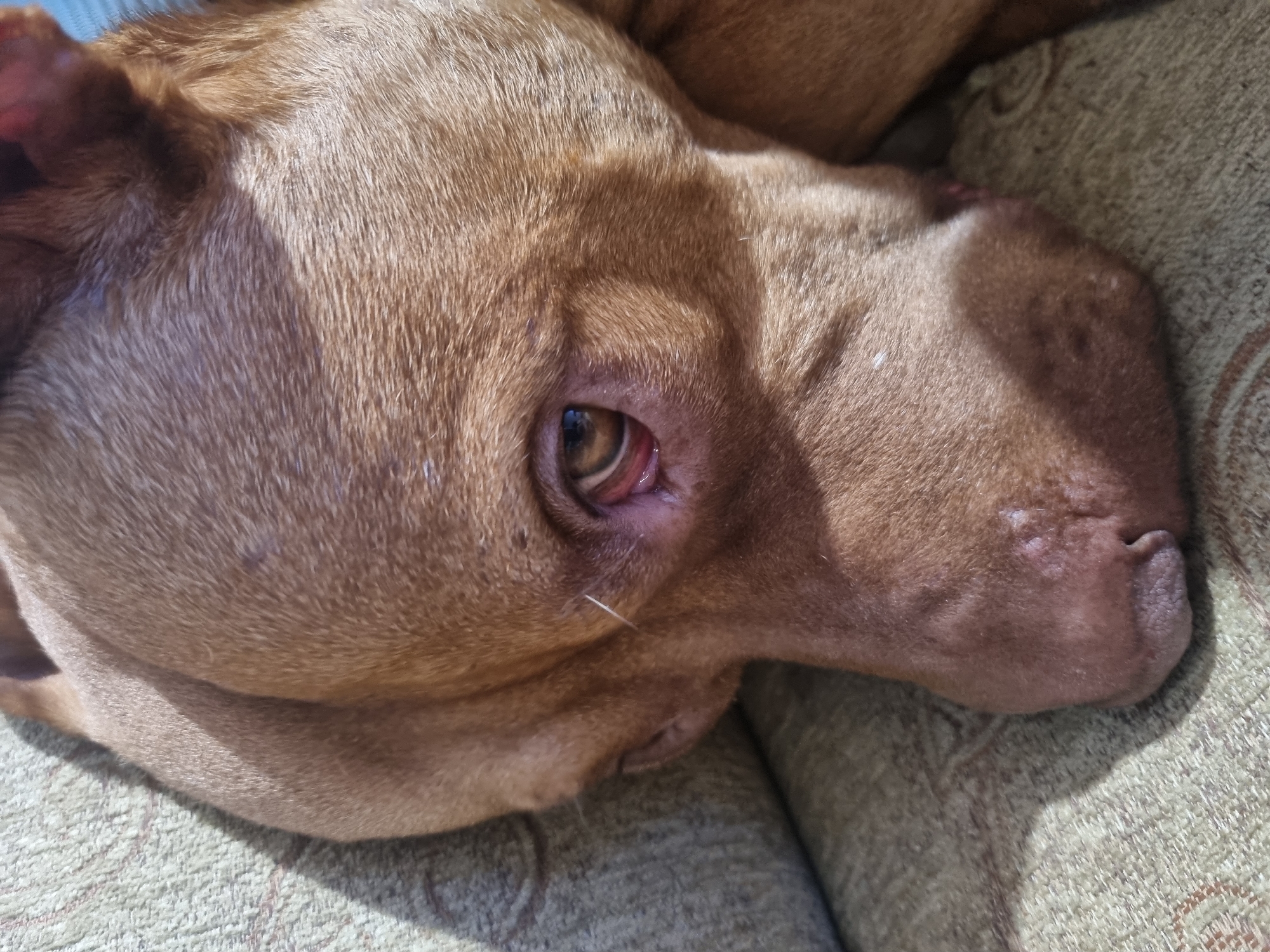 A close-up shot depicts a brown dog lying on a textured, light green surface that is likely a couch or chair. The dog is positioned with its head resting on the surface, and its eye is partially open, revealing a brown iris. The dog's fur appears short and smooth. Its nose is dark and has small blemishes. There are no people visible in the frame, and the setting is indistinct.
