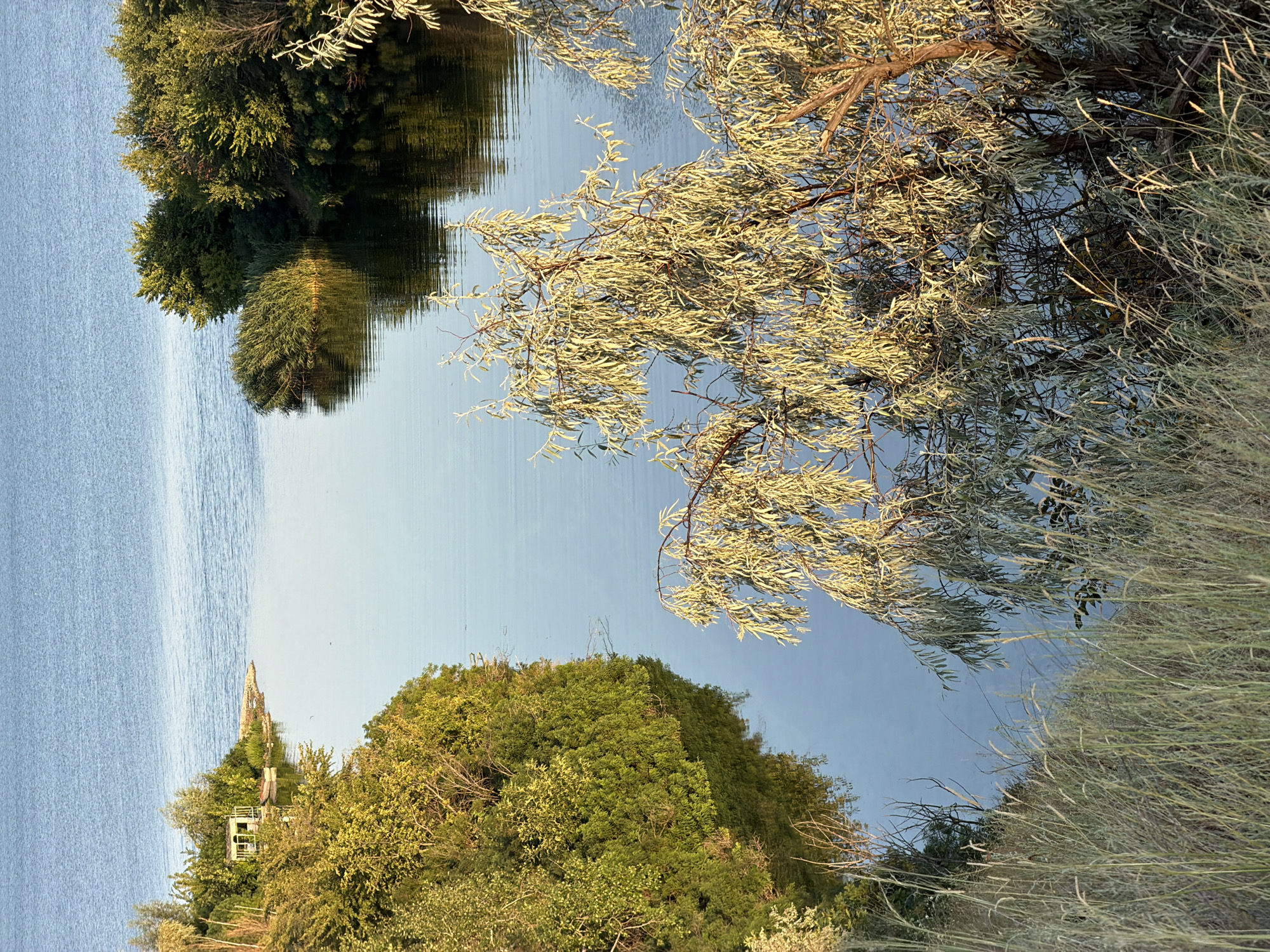 The image depicts a serene waterscape with lush green vegetation along the banks, likely the Volga River near Kamyshin, Russia, given the context. In the foreground, dry grasses and reeds dominate, with a weathered tree with narrow, silvery-green leaves prominent on the right side, its branches reaching out towards the water. The water itself is calm, reflecting the clear blue sky and the surrounding trees.
Further into the scene, a small, light-colored gazebo with a sloping roof is visible on a narrow strip of land on the left bank, adjacent to a small boat. This suggests a peaceful recreational area. The vegetation on both sides of the water consists of dense trees and bushes, with some areas of taller reeds growing directly in the water. The lighting indicates it is either early morning or late afternoon, with the sun casting a warm glow on the leaves. The overall impression is one of natural beauty and tranquility.