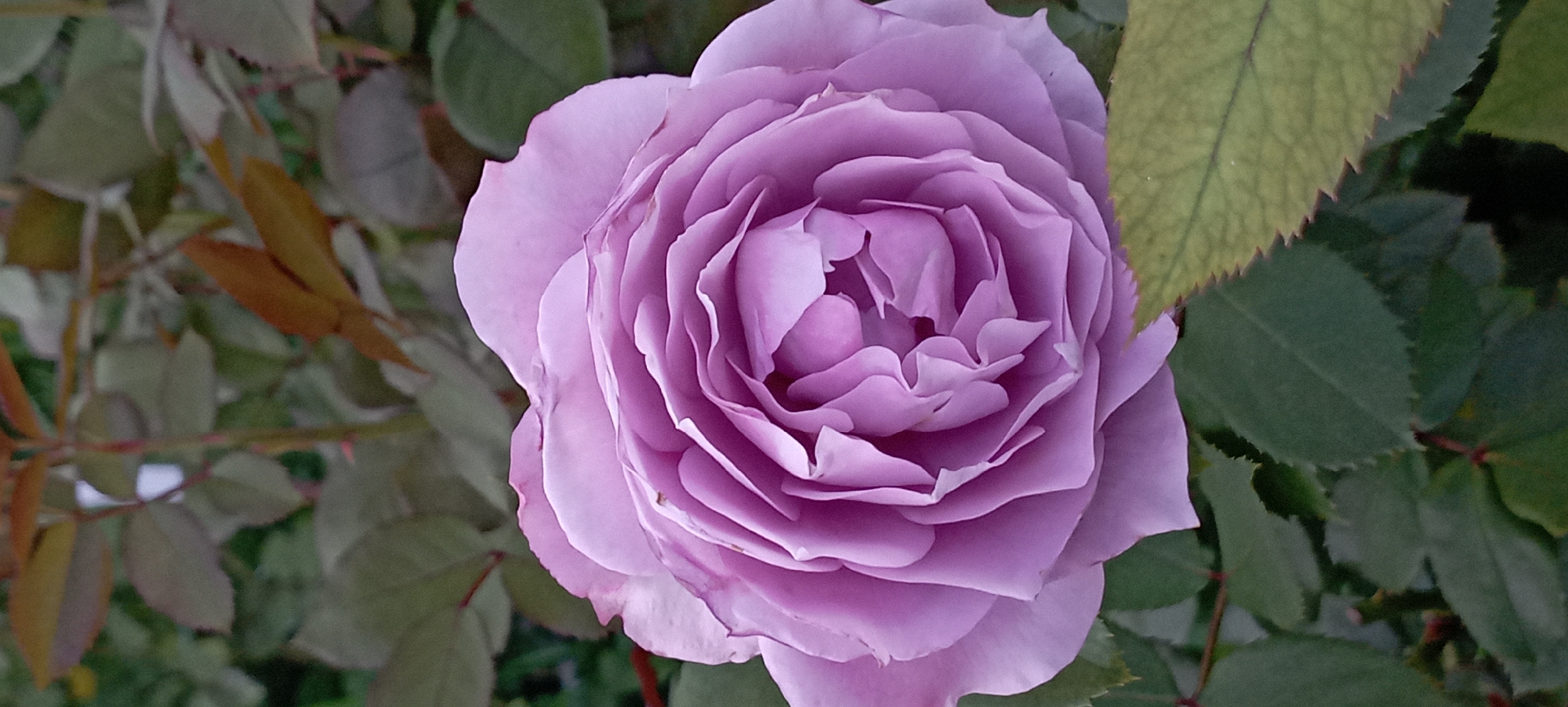 A close-up, vertical, eye-level shot focuses on a soft purple rose in full bloom, dominating the frame. The rose's petals are densely layered and unfurling towards the center, exhibiting a delicate ruffled texture. The background consists of blurred green foliage, with hints of brown and reddish leaves visible amongst the deeper greens, suggesting a garden setting. One light green leaf with serrated edges is partially visible in the lower right corner, adding a contrasting texture to the smooth rose petals. The overall impression is one of natural beauty and tranquility. No specific location in Radisne, Ukraine can be determined from the image alone.
