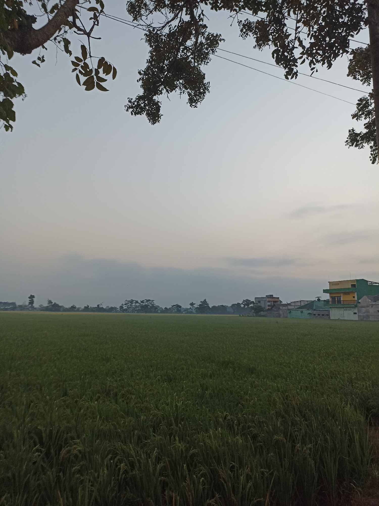 The image captures a serene rural landscape in Lumajang, Indonesia, likely at dawn or dusk given the soft, diffused light and hazy sky. In the foreground, a dense field of tall, green rice stalks stretches across the frame, their tips gently swaying. Above the rice field, the sky is a pale gray with subtle clouds.
Dominating the upper portion of the image are the silhouettes of tree branches and leaves, framing the scene and suggesting the viewpoint is from near a tree. In the mid-ground, a collection of buildings is visible on the horizon. One prominent structure on the right is a multi-story building with a green and yellow facade. Other buildings, varying in height and color, are scattered amongst trees further to the left, hinting at a small village or settlement nestled within the agricultural expanse. The overall impression is one of tranquility and the quiet beauty of rural Indonesian life.
