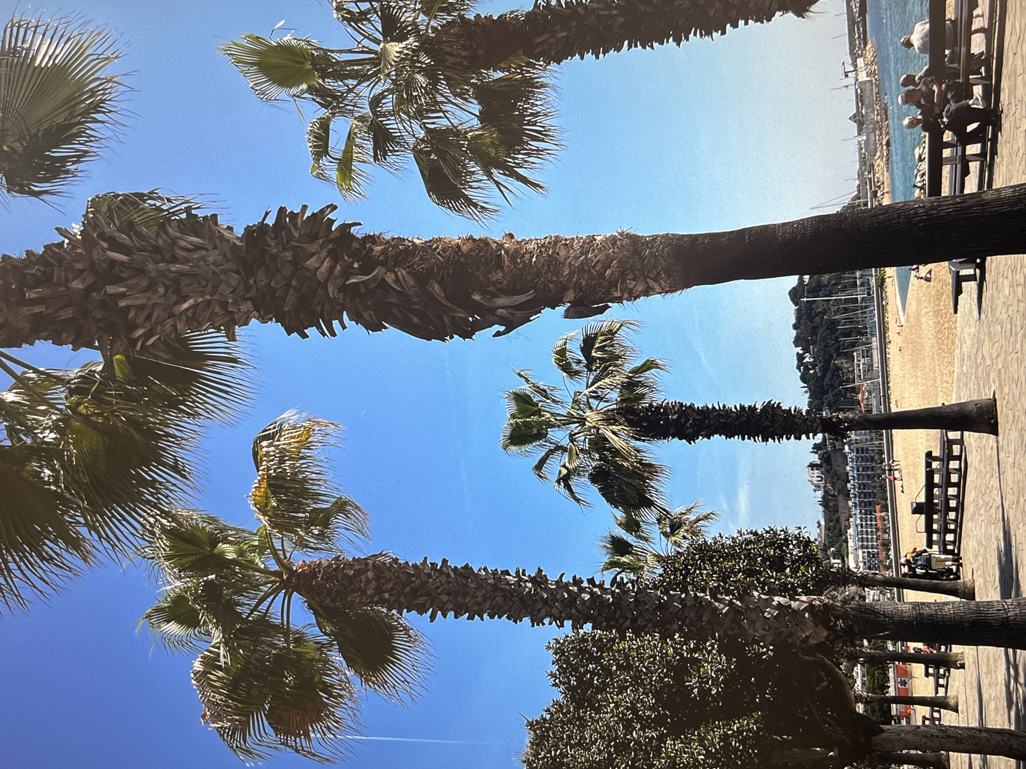 The image shows a sunny day at a beach in an unidentified city. The perspective is from below, looking up through several palm trees towards the sky. The palm trees frame a view of the beach, which includes sand, water, and a line of buildings on a hillside. People are visible on benches near the shoreline. The environment suggests a warm, coastal location.