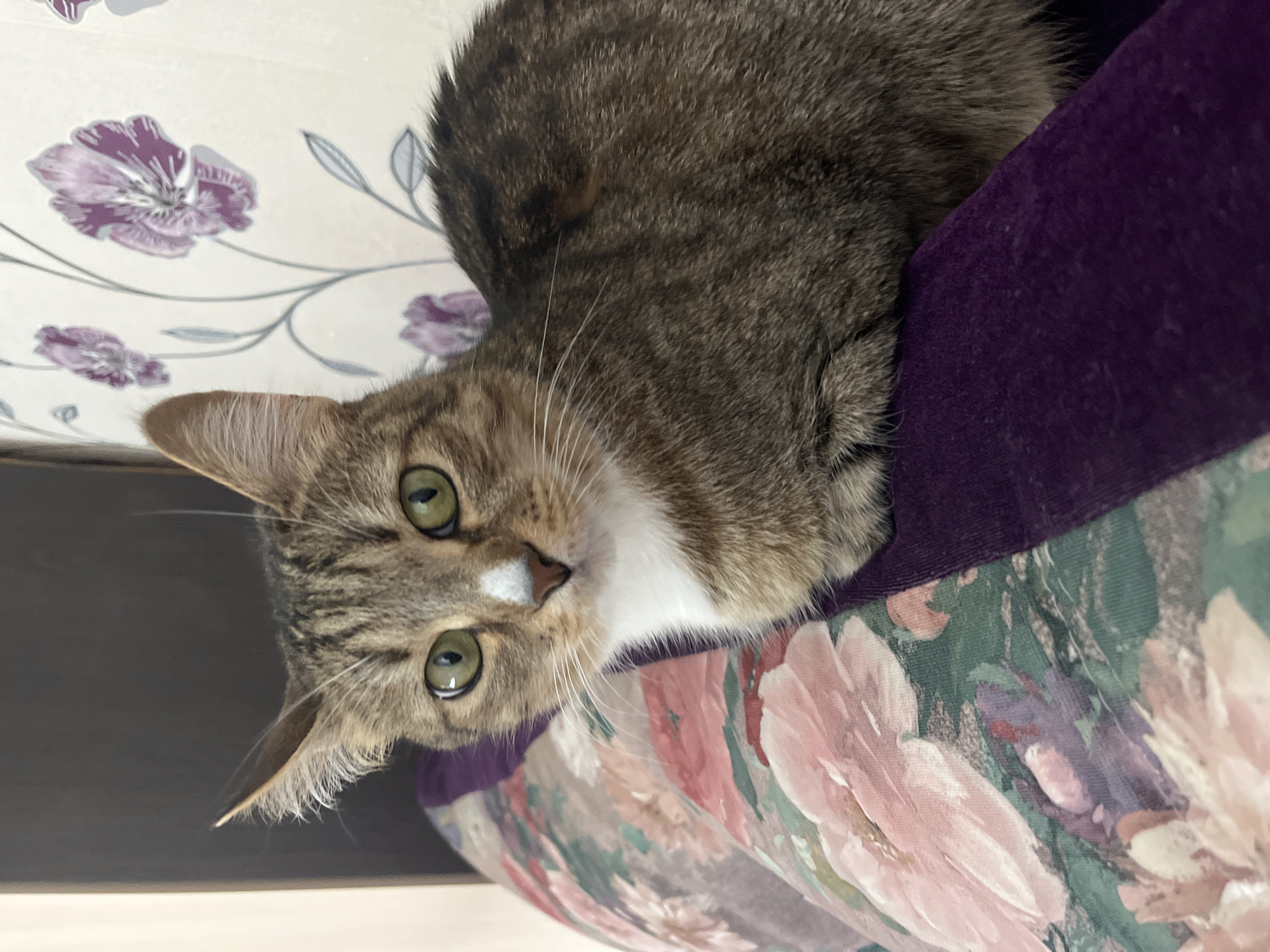 A medium-sized, brown tabby cat with green eyes and a white chest is lying on a surface with floral patterns and a purple edge. The cat is looking directly at the camera, its ears perked. The background contains floral wallpaper. There is no indication of the location being Izhevsk, Russia.