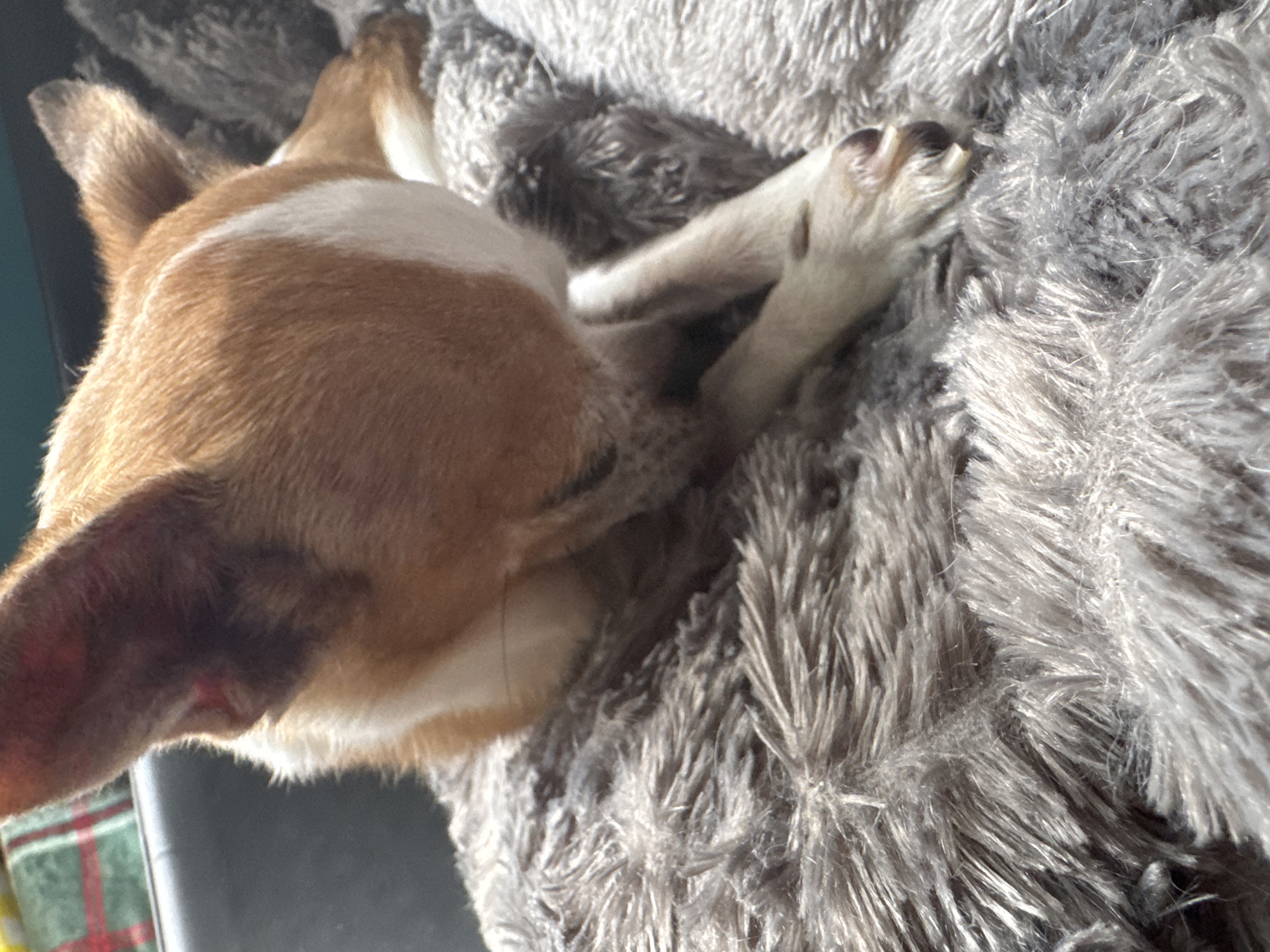 A close-up, eye-level shot shows a tan and white dog curled up on a grey, fluffy blanket. The dog's head is down, facing towards the blanket, with its paws tucked underneath. Sunlight illuminates the dog's fur, creating a warm glow. In the background, a dark surface and a sliver of a plaid pattern are visible. The setting is indoors, possibly in a vehicle given the car-like seat in the background.