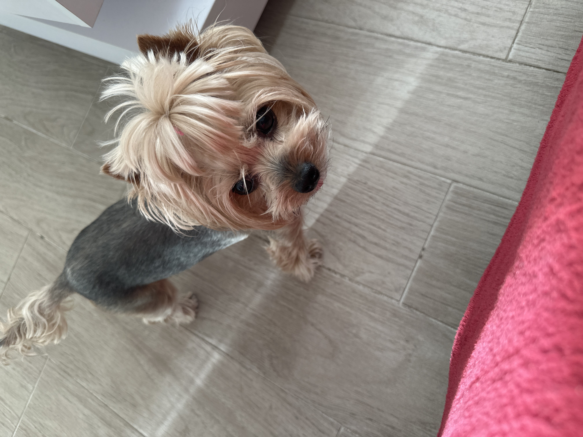 A Yorkshire Terrier dog stands on a light grey wood-patterned floor. The dog has grey fur on its body and blonde and brown fur on its head, with its hair pulled up in a topknot. The dog is looking upwards toward the camera. A white cabinet is partially visible in the upper left corner, and a pink blanket or other fabric is visible on the right side. The scene is indoors. It is not possible to determine the location of the city of Sofia, Bulgaria from the image.