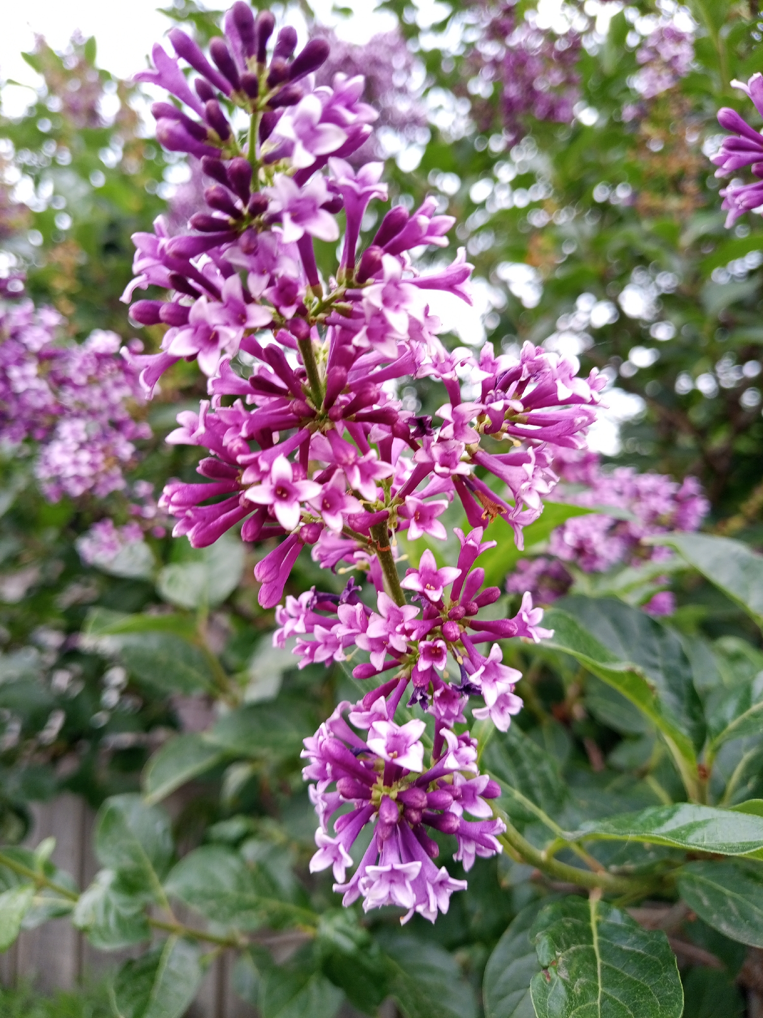 A close-up shot showcases a cluster of blooming lilac flowers in Pankrushikha, Russia. The delicate purple and white petals are the primary focus, with some individual flowers in sharp detail and others softly blurred in the background. The surrounding foliage is a vibrant green, creating a natural, outdoor setting. The image captures the beauty of the flowers in bloom, suggesting a spring or early summer day.
