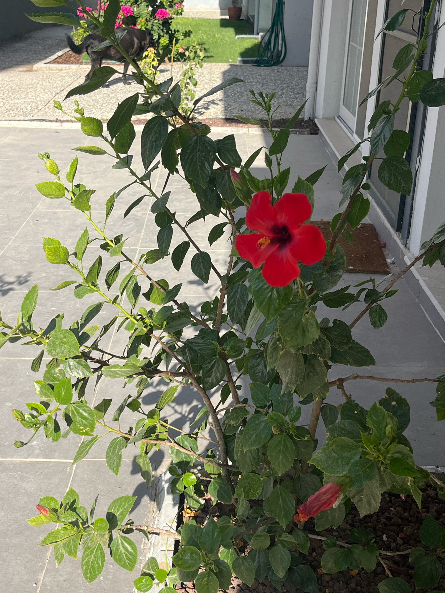 A mature red hibiscus flower is in full bloom on a plant situated on a tiled patio. The hibiscus plant has numerous green leaves and several buds, one of which is also beginning to bloom. In the background, a dark-colored dog with its tail raised is visible, standing on a paved area. Beyond the dog, there are more plants with pink flowers and a green lawn. A white-walled building with large windows is to the right of the image, and a dark brown doormat is placed outside one of the doors. The scene appears to be outdoors in a residential or garden setting.