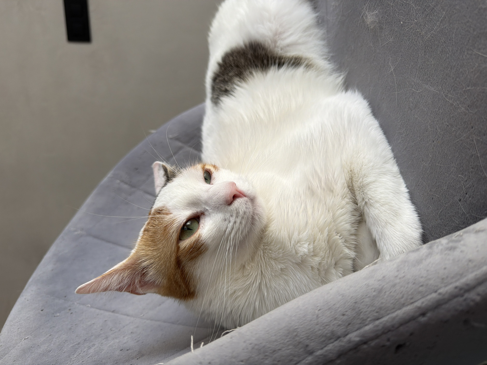 A white and orange-patched cat is lying on a gray chair. The cat has white fur on its body with a dark gray patch on its back. Its face is white with orange patches on the head and a pink nose. The cat has green eyes. The chair is gray plastic with a ribbed seat. The background is a plain gray wall with a black rectangle near the top. This specific location is impossible to determine from this image.