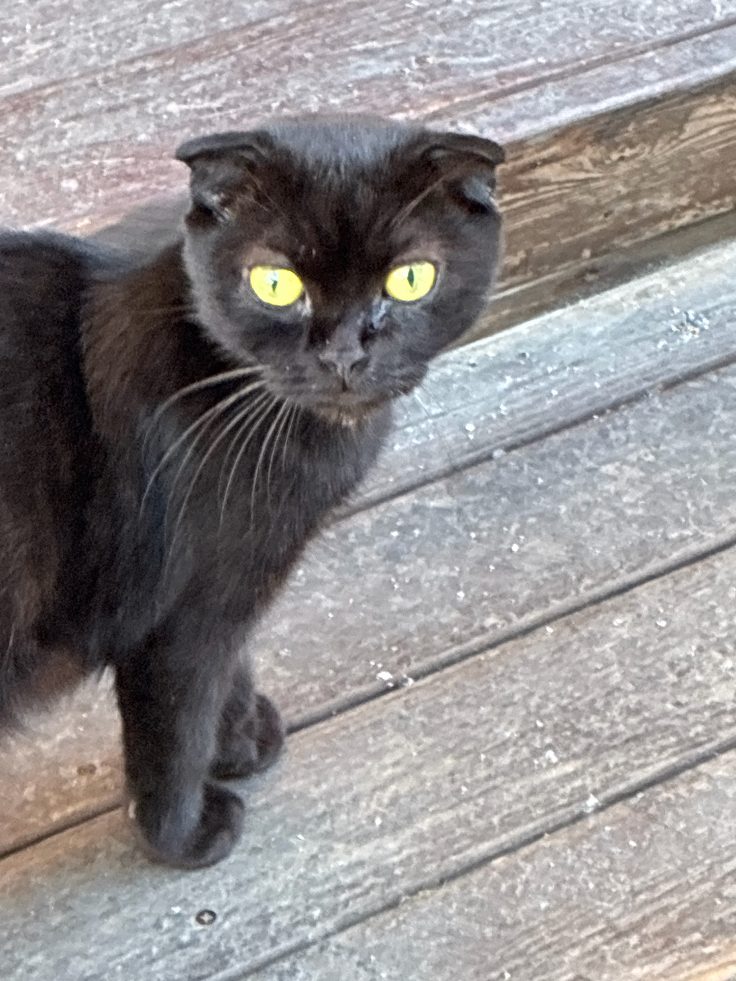 A black cat with bright yellow eyes is perched on weathered wooden planks. The cat is facing the viewer with its head tilted slightly. The wooden planks appear to be part of an outdoor surface, possibly a deck or boardwalk. The background is out of focus, but the texture of the wood is clearly visible. The image was taken in Alanya, Turkey.