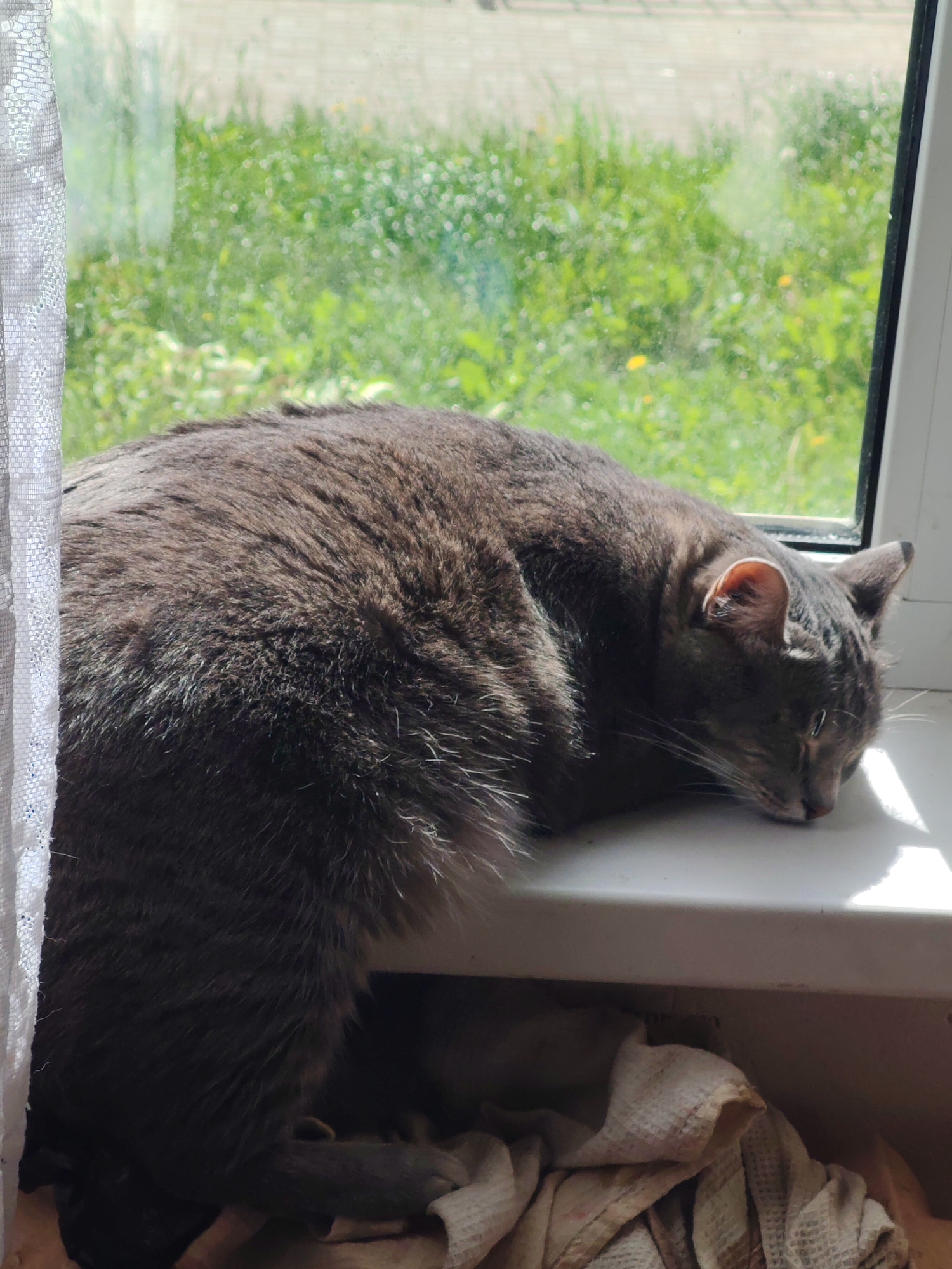 A medium-sized gray cat is sleeping on a white windowsill. The cat's head is resting on the sill, and its body is partly supported by a pile of crumpled white fabric below. A white lace curtain hangs on the left side of the window. Outside the window, a blurry green expanse suggests a garden or grassy area. The scene is illuminated by sunlight.