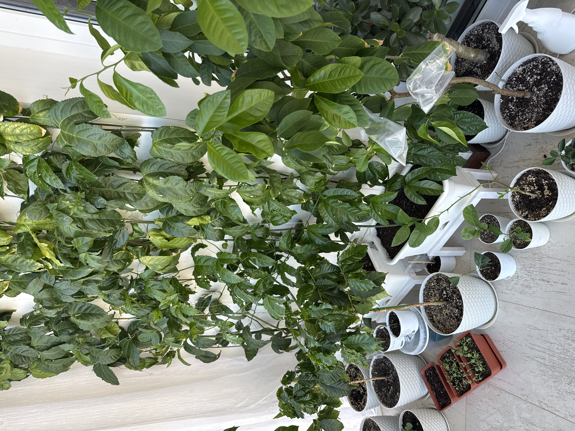 The image shows a collection of potted plants on a light-colored tiled surface, likely a balcony or indoor space. The plants vary in size and species, with some appearing to be citrus trees (possibly lemon or lime) due to the characteristic leaf shape and small plastic bags tied to some branches, possibly for grafting or humidity control. There is also a vine-like plant with distinct leaves. The pots are mostly white and of varying sizes and designs. Other objects present include a white plastic spray bottle and a small brown tray with seedling plants.
The location in Saint Petersburg, Russia, is not explicitly evident from the image itself. However, the description is based solely on the image and does not incorporate information from other sources.
