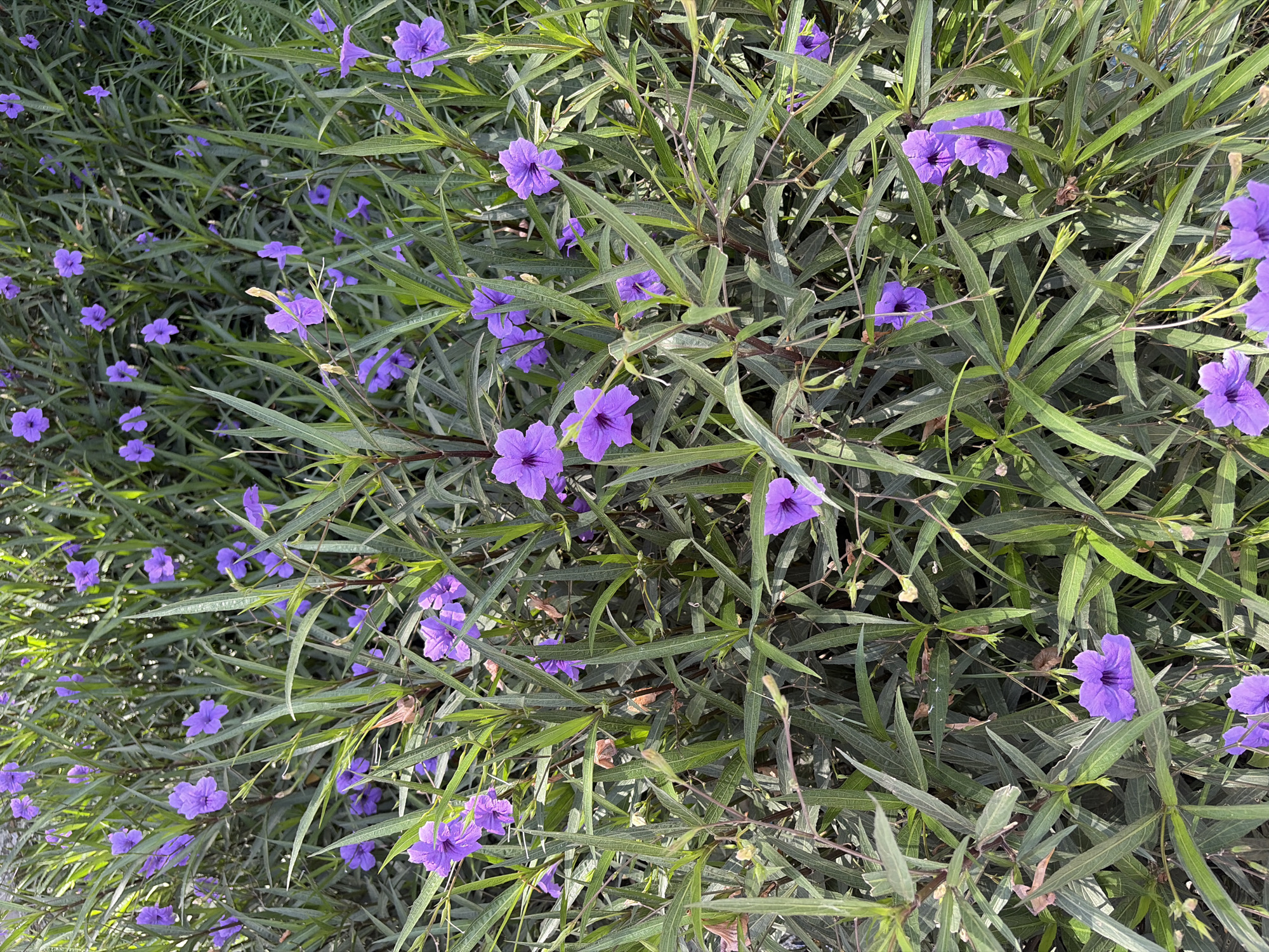 The image captures a vibrant, dense cluster of flowering plants, showcasing numerous purple blossoms interspersed among abundant green foliage. The small to medium-sized flowers are trumpet-shaped with five distinct petals, displaying shades from rich purple to lighter violet. They are distributed throughout the leafy growth, some appearing in bright sunlight and others in softer light.
The plant's leaves are long, slender, and a deep green, creating a lush, textured backdrop that completely fills the frame. Some lighter green stems and hints of developing flower buds are visible within the dense foliage. The overall impression is one of a healthy, thriving plant bed.
The lighting suggests it is daytime, with highlights on the leaves and flowers indicating natural sunlight, possibly in the morning or late afternoon. No people, animals, or man-made structures are visible in the scene. There is no discernible text within the image. The natural, tropical appearance of the plants is consistent with the provided location context of Igboefon, Nigeria.