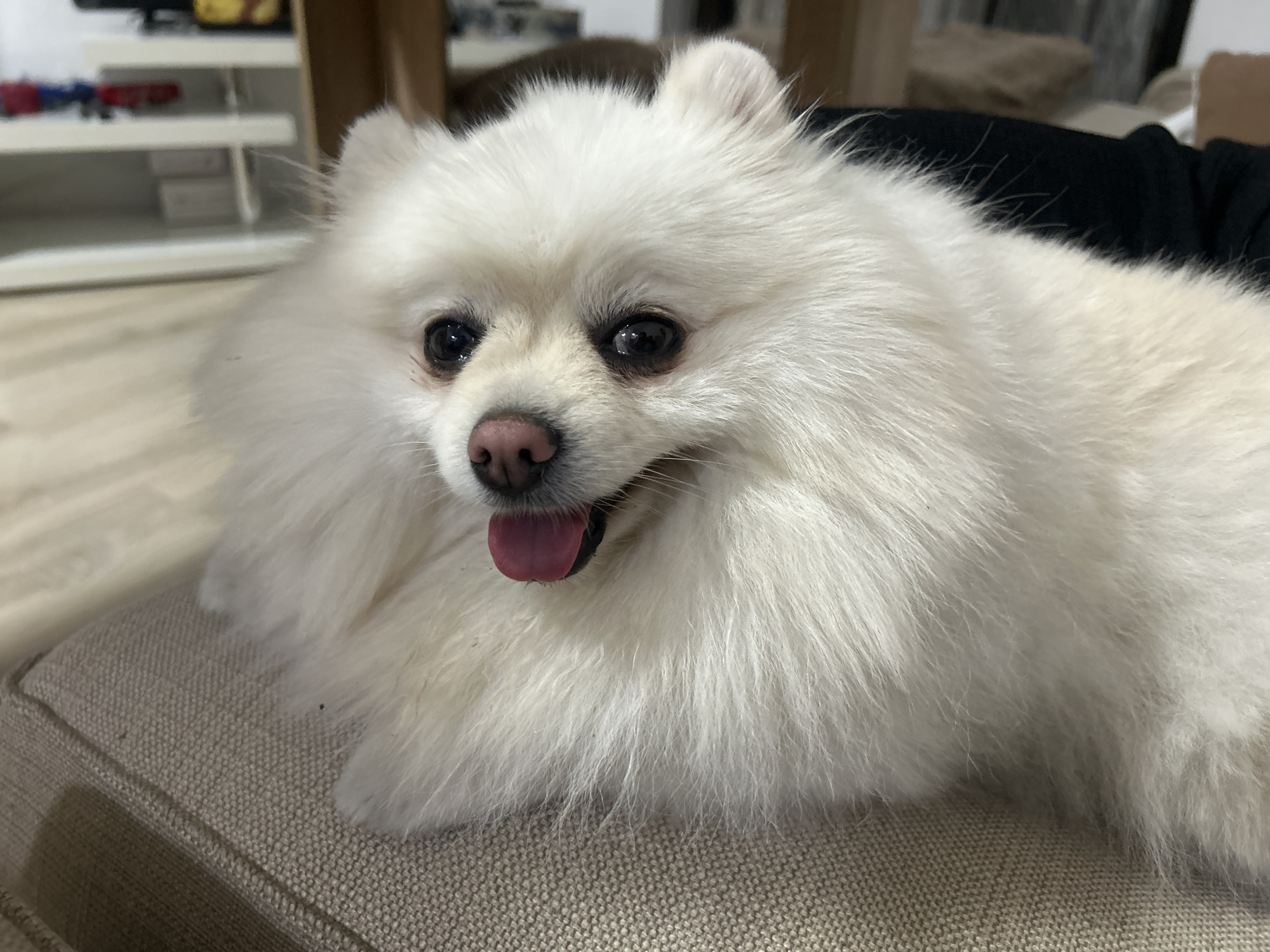 A close-up, eye-level shot shows a fluffy white Pomeranian dog lying on a tan, textured couch. The dog is facing slightly to the left of the camera, with its tongue pink and out, panting slightly. Its dark eyes are focused on something off-camera to the left. The background is softly blurred, showing what appears to be an indoor setting with furniture and shelves, suggesting a home environment. There is no indication of the city of Varna, Bulgaria within the image itself.
