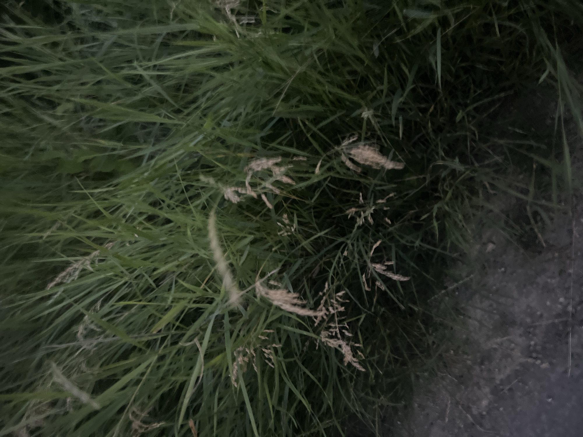 The image shows a close-up view of tall green grass and some dried seed heads, with a dark, possibly dirt or gravel, surface visible in the lower left quadrant. The scene appears to be outdoors and is dimly lit, suggesting it might be dusk or nighttime. There are no people or animals visible in the image. The setting is consistent with a grassy area in a park or along a pathway. The image does not provide any specific indicators to determine its exact location within the city of Bârnova, Romania.