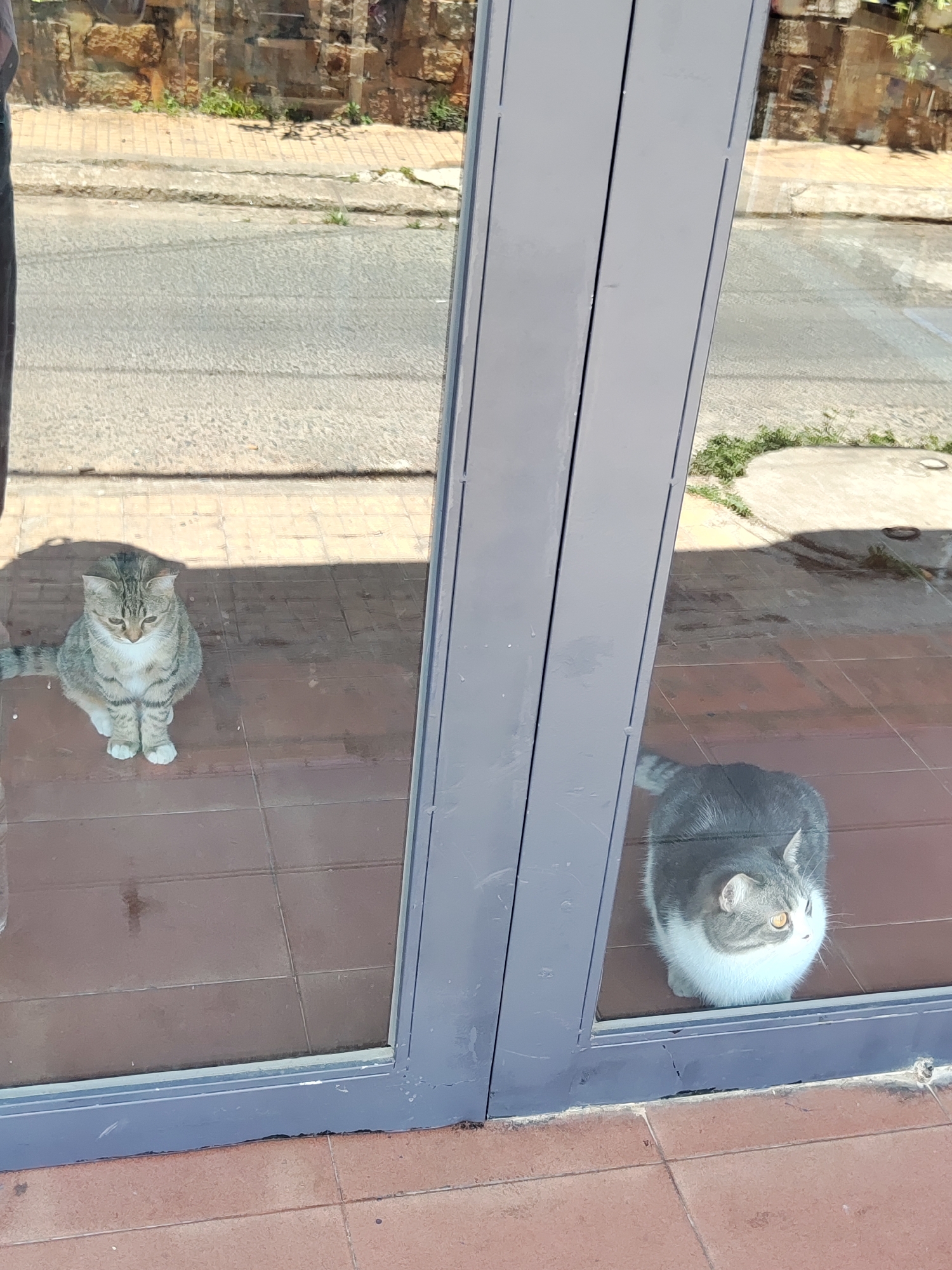 Two cats are visible through a glass door. The cat on the left is grey and white striped and is sitting on a tile floor. The cat on the right is grey and white with amber eyes, also sitting on a tile floor. Behind the glass door, a street and a low stone wall can be seen. The location is Cam Ly - Đà Lạt, Vietnam.