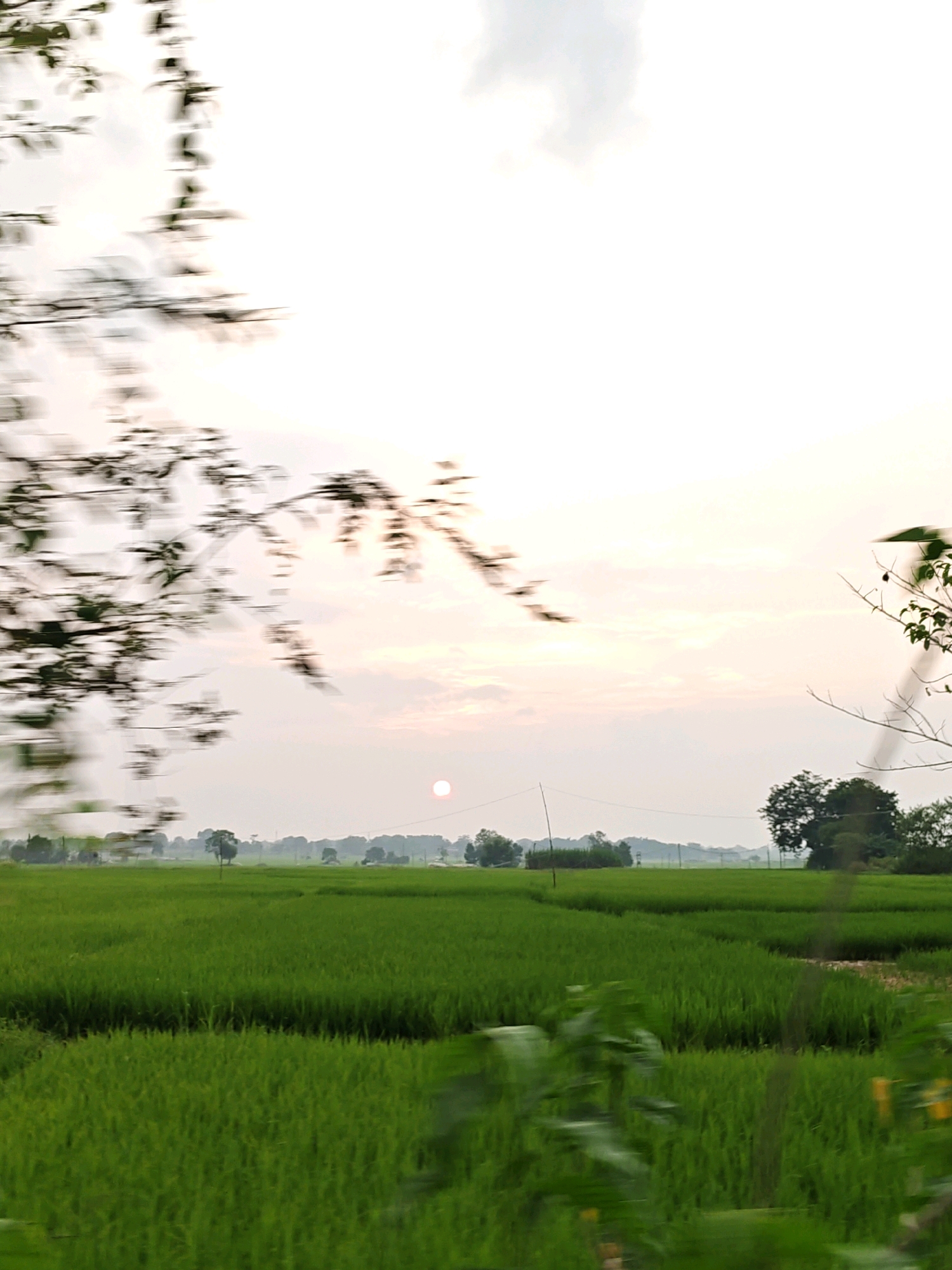 The image depicts a vast expanse of lush green rice paddies under a hazy sky. The sun, a soft pinkish orb, is visible low on the horizon, casting a diffused light. In the foreground, the leaves of trees and plants are blurred due to motion, suggesting the photo was taken from a moving vehicle. The middle ground is dominated by the undulating patterns of the rice fields, interspersed with scattered trees and some distant structures that are indistinct. The background shows a line of trees and hills, fading into the pale sky. The scene conveys a sense of rural tranquility in what appears to be a countryside setting. The location is identified as Chorea, India.