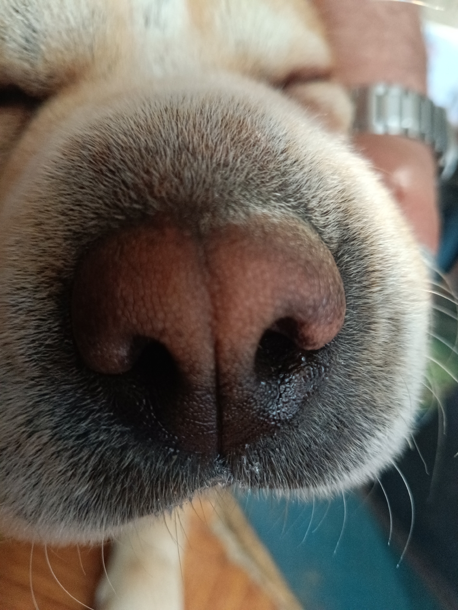 A close-up shot depicts the nose and surrounding fur of a dog. The nose is a reddish-brown color with darker, wet nostrils. The fur around the nose is primarily grey and white. A human hand with a metal watch is visible slightly out of focus in the background. The image does not depict Vasil Drumev, Bulgaria.