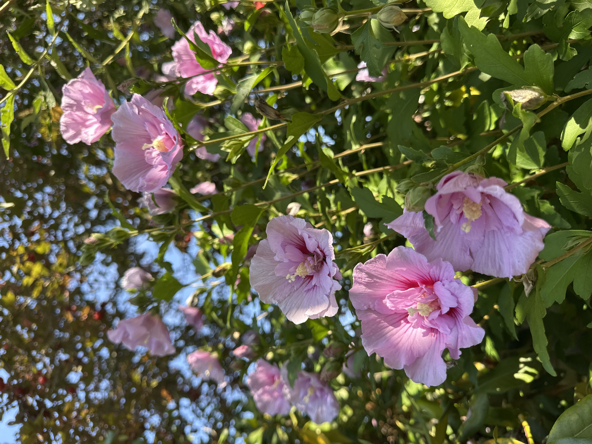 The image is a close-up, low-angle shot of a bush with several pink hibiscus flowers in bloom. The flowers are large and delicate, with ruffled petals and prominent stamens. The leaves of the bush are green and lush, and the background is a blur of greenery and dappled sunlight, suggesting an outdoor setting. The sky is visible in the upper left corner, appearing bright blue. There are also several unopened flower buds visible on the branches. The overall impression is one of natural beauty and tranquility. The image does not contain any people or specific landmarks that would allow for identification of a precise location within Krefeld, Germany.