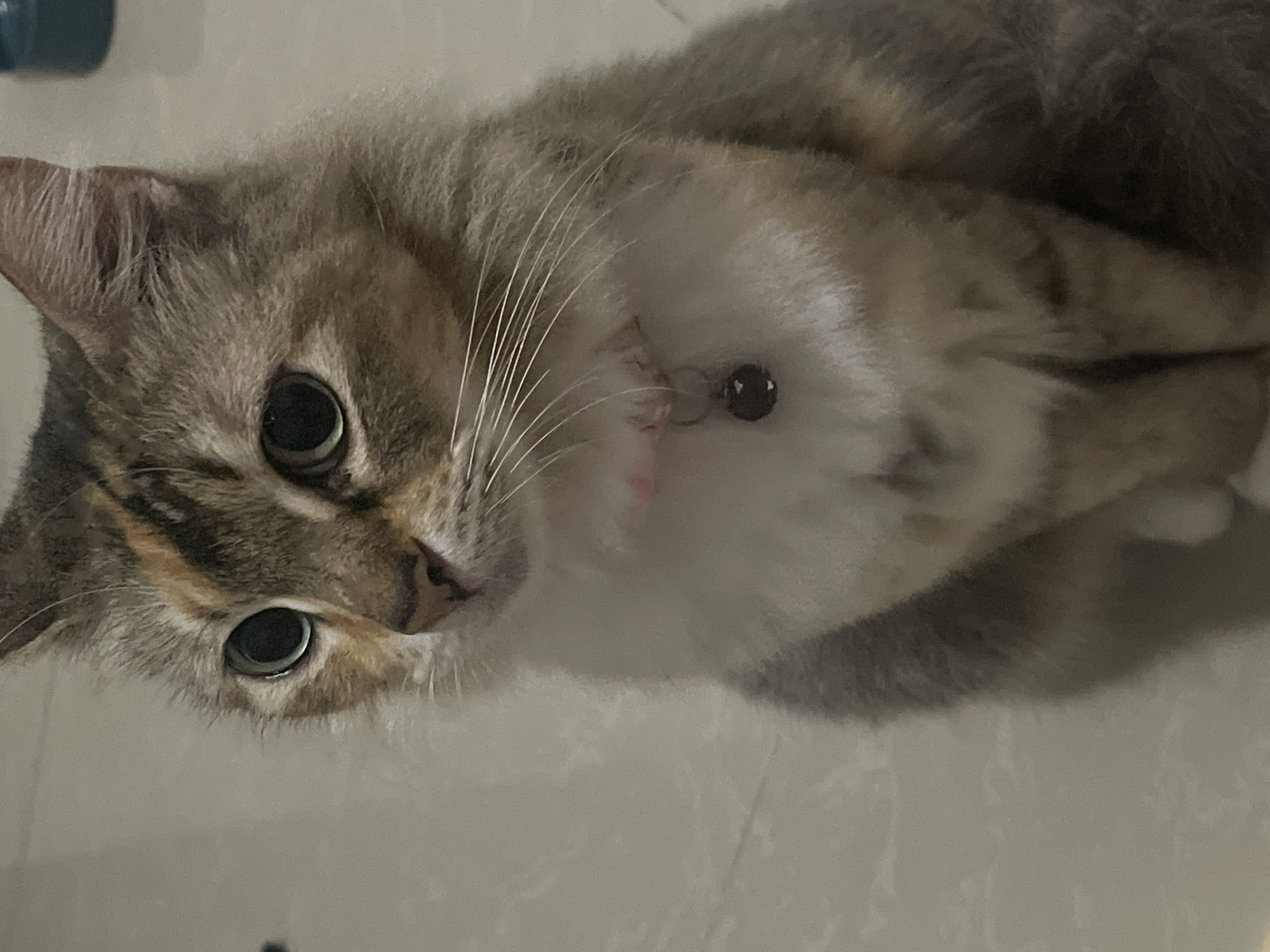 An indoor medium shot shows a calico cat sitting on a tiled floor, looking off to the left with wide, dark eyes. The cat has a white chest and fluffy gray and brown fur. It is wearing a pink collar with a small, dark bell attached. The background is a neutral-colored tiled floor.