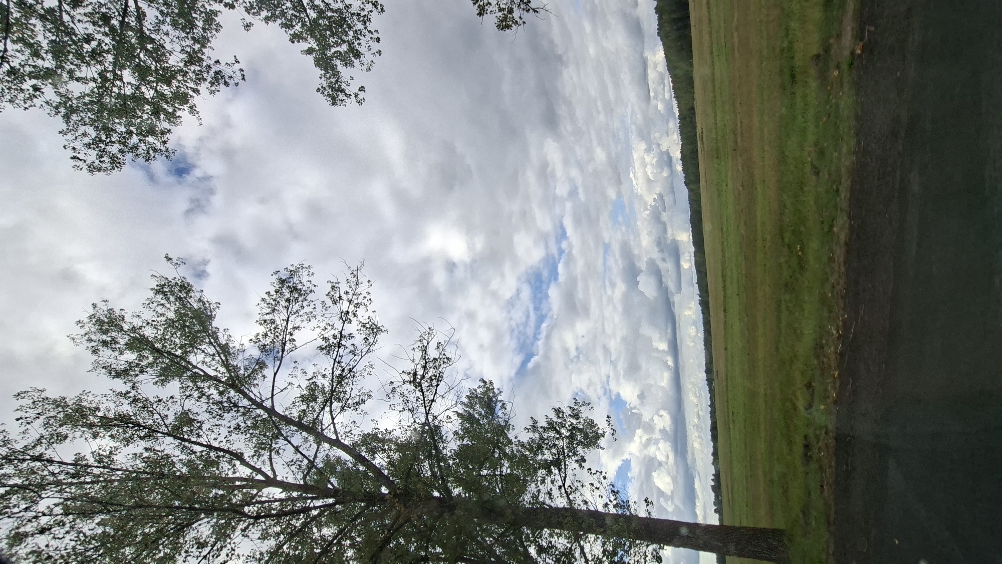 The image depicts an overcast sky with scattered clouds, over a rural landscape. In the foreground, a dark, textured surface, possibly a road or pathway, is visible at the bottom. To the left, the trunk and branches of a tall tree with green foliage extend upwards. Beyond this, a vast expanse of green grassland stretches out to a distant tree line, which forms a dark, undulating horizon. The overall scene suggests a natural, undeveloped environment within the Верхнякрывінскі сельскі Савет, Belarus. There are no people or animals present, and no discernible actions or interactions are occurring. The focus is on the natural environment under a dynamic sky.