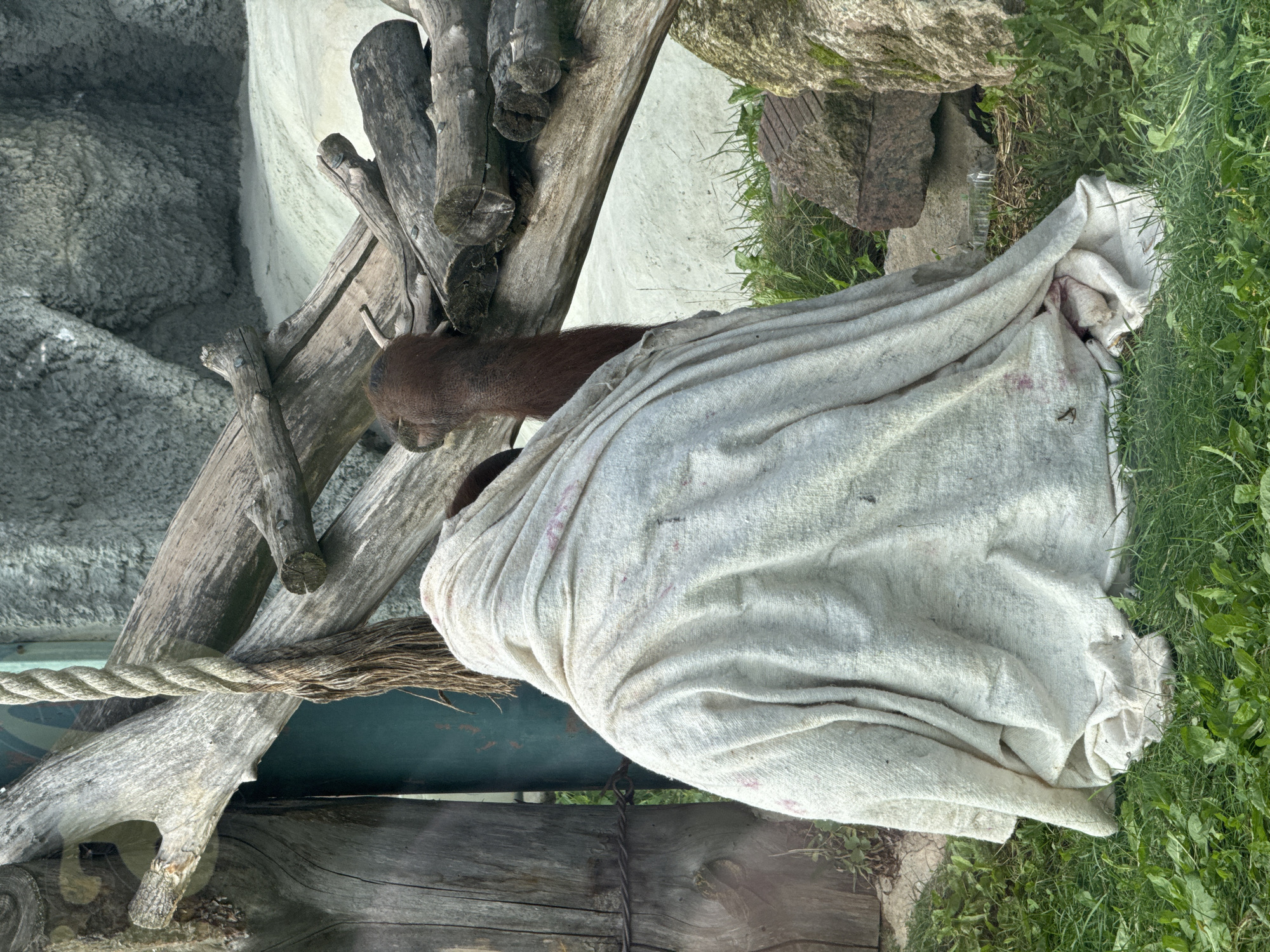 The image shows an orangutan covered with a white blanket sitting on the grass. The orangutan is in an enclosure with wooden structures and rocks. The background is a textured gray wall. There is no identifiable information about the location being Izhevsk, Russia.