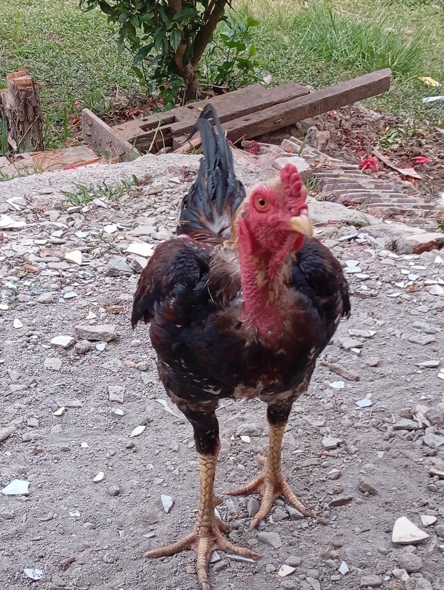 A rooster stands on gravel in a rural setting. The rooster is dark brown and black with red wattles and comb. In the background, there is green grass, a tree, and some wooden planks. The scene appears to be in Sudikampiran, Indonesia.