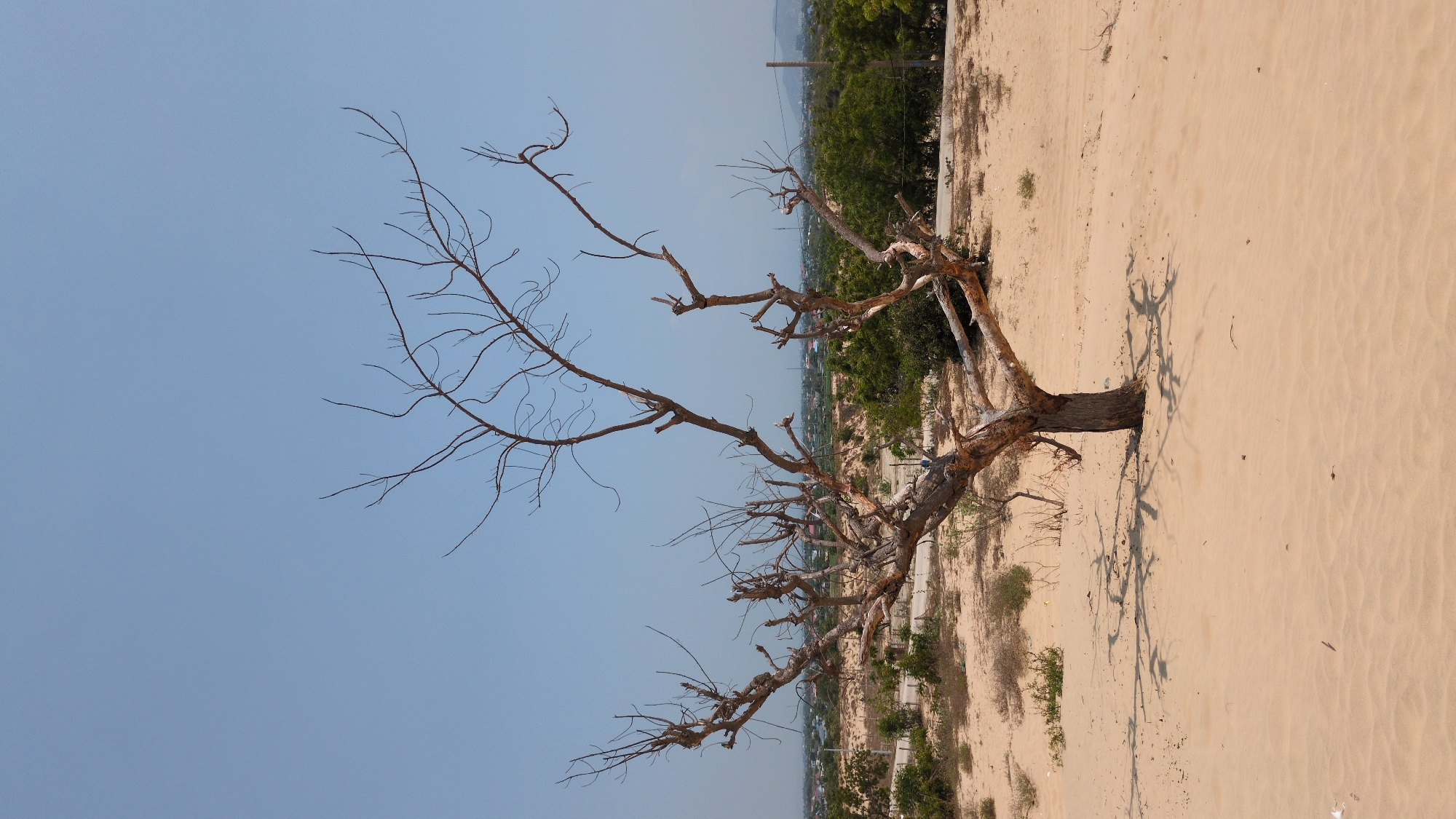 A stark, lifeless tree stands in the sand, its bare branches reaching into a clear, pale blue sky. The ground is sandy, appearing almost like a desert landscape. The vegetation and urban sprawl are barely visible in the background. The perspective is ground-level, looking slightly upward at the tree. The scene conveys a sense of aridity. The exact location is Phuoc Dinh, Vietnam.