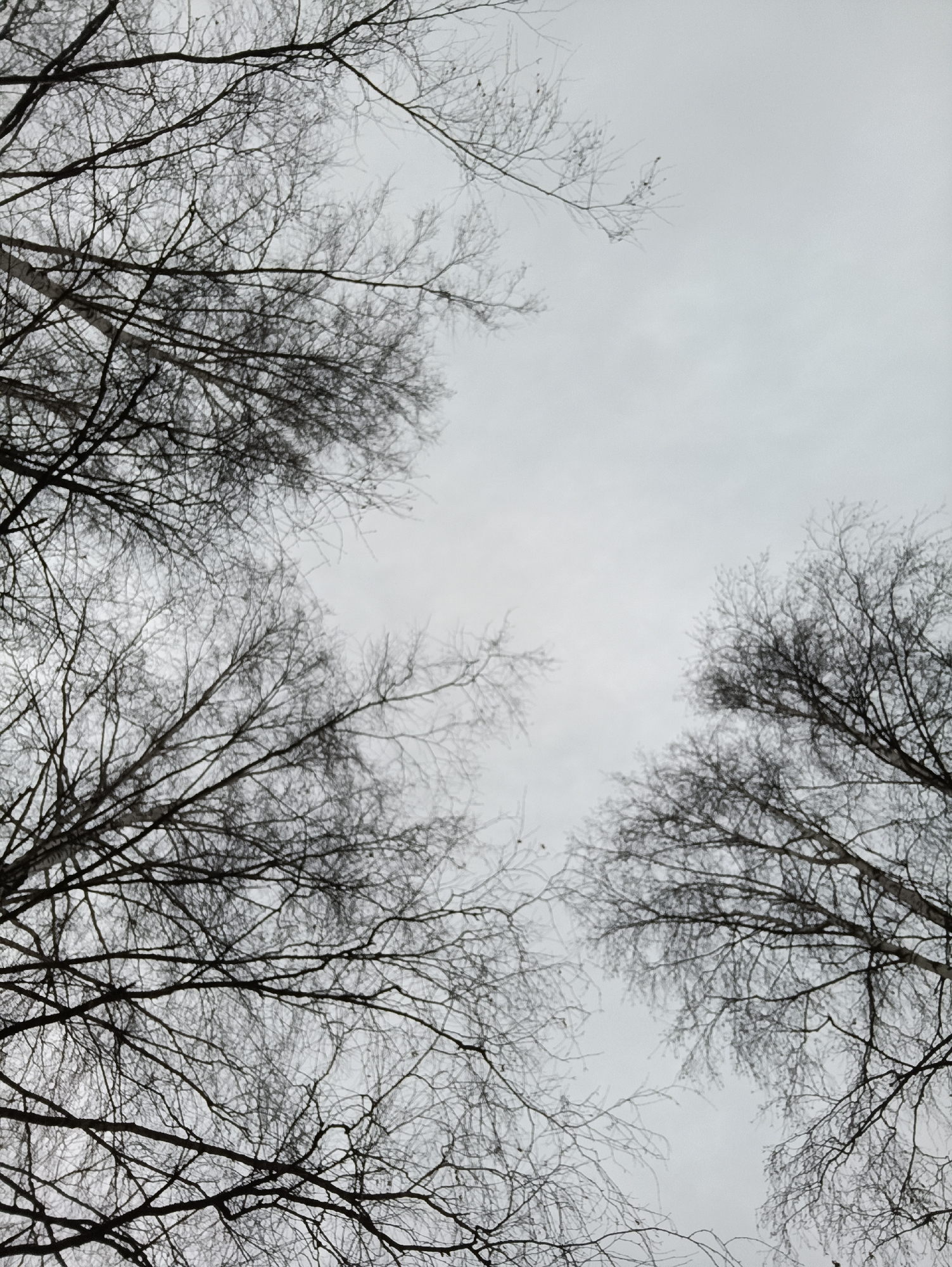 The image is a low-angle shot of bare tree branches against an overcast sky. The trees are located in Chaikovsky, Russia. The branches are mostly bare, with only a few small twigs visible. The sky is uniformly gray, indicating cloudy conditions. There are no people or other objects visible in the scene.