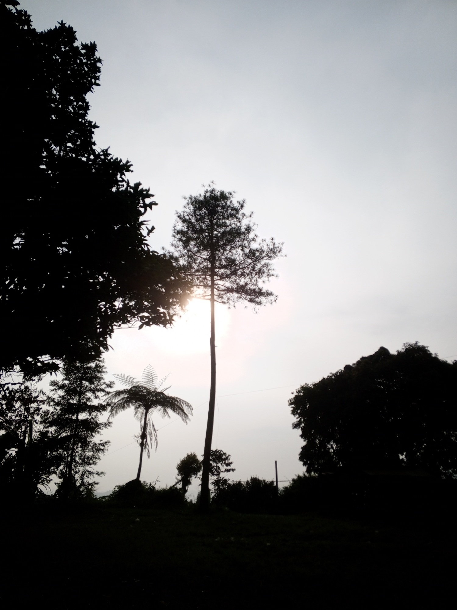 The image depicts a silhouette scene in Kudawa, Sri Lanka, with various trees against a bright, overcast sky. A tall, slender tree stands in the center, partially obscuring the sun. To the left, a leafy tree and a fern-like tree are also silhouetted. On the right, another dense tree is visible. A small hill or rise is suggested in the background.