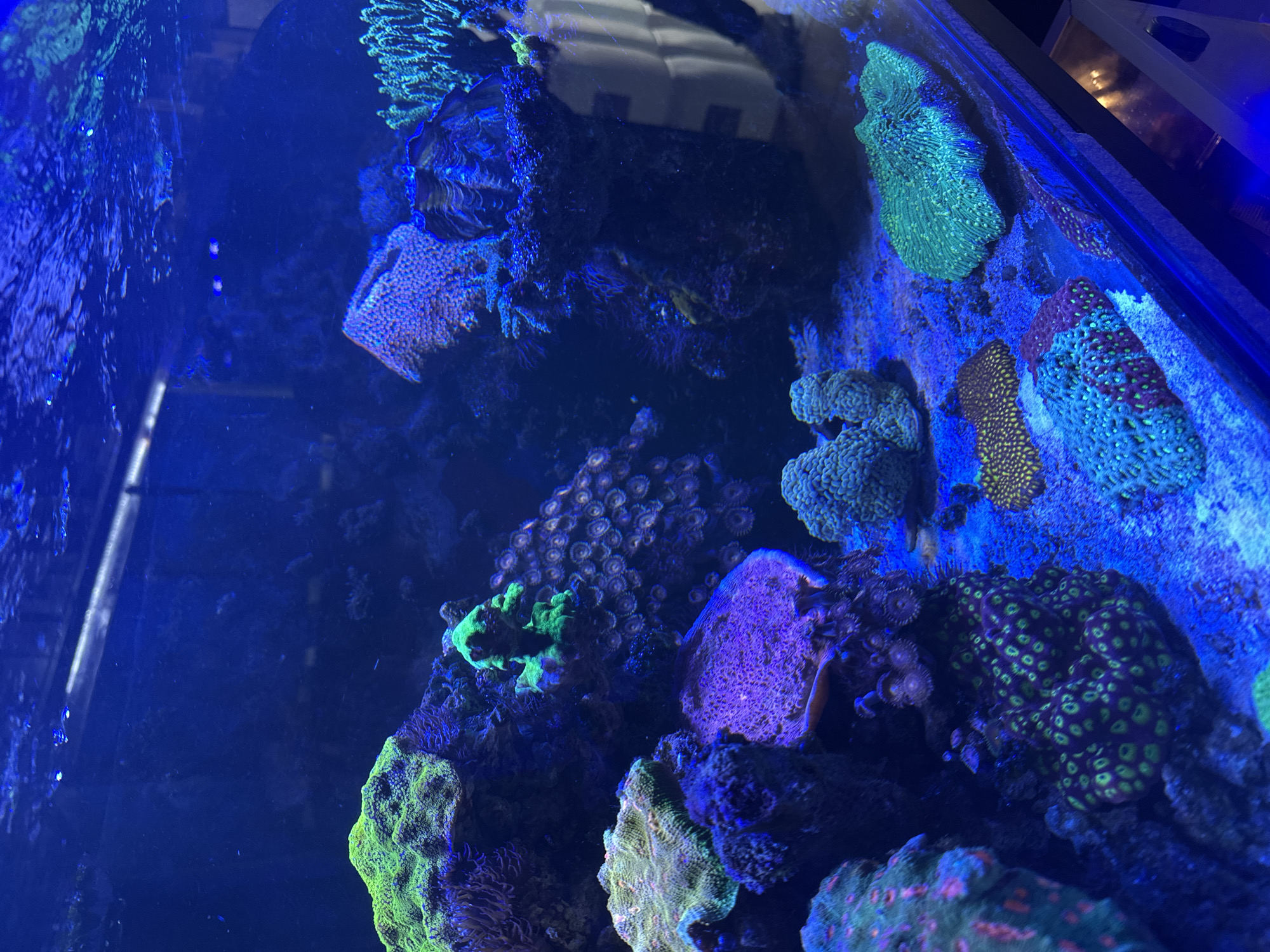 The image depicts a close-up view of a saltwater aquarium. Various types of coral are prominently featured, displaying a range of colors including green, purple, and orange. The aquatic environment is illuminated with blue lighting, characteristic of aquarium setups. The overall scene shows a vibrant underwater ecosystem within a controlled environment. There is no evidence or indication of the city of Puebla, Mexico.
