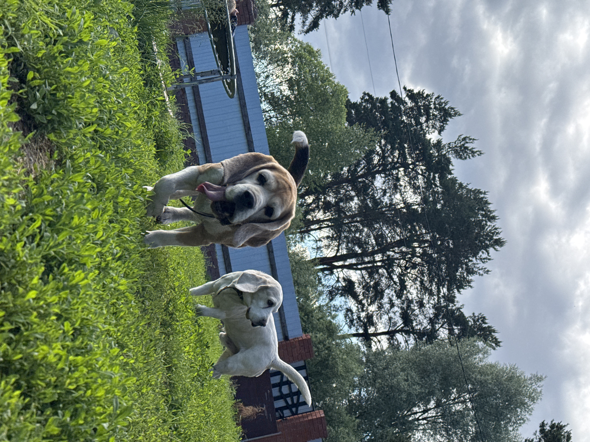 A low-angle, full-shot photograph captures two beagle dogs in a grassy outdoor setting with a cloudy sky overhead. The dog in the foreground, a tri-color beagle, is in motion, with its tongue extended and its mouth open as it looks towards the camera. Its hindquarters are slightly blurred due to movement. To the right and slightly behind, a white beagle stands facing away from the camera, its head turned to the left.
The environment includes a light blue fence in the mid-ground, with hints of brick structures and greenery behind it. A trampoline with a metal frame is partially visible to the left. The ground is covered in lush green grass. The trees in the background are tall and dense, silhouetted against the overcast sky. The overall scene suggests a backyard or park in a rural or suburban area. The location is identified as Rusalevka, Russia.