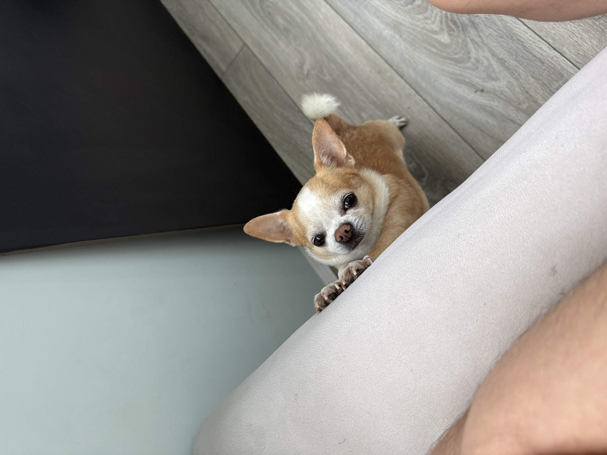 A tan and white chihuahua is peering over the edge of a white upholstered object, its front paws visible over the edge. The dog is lying on the floor, which consists of grey wood-look planks. A black object is visible to the left. The location is Unknown, Unknown.