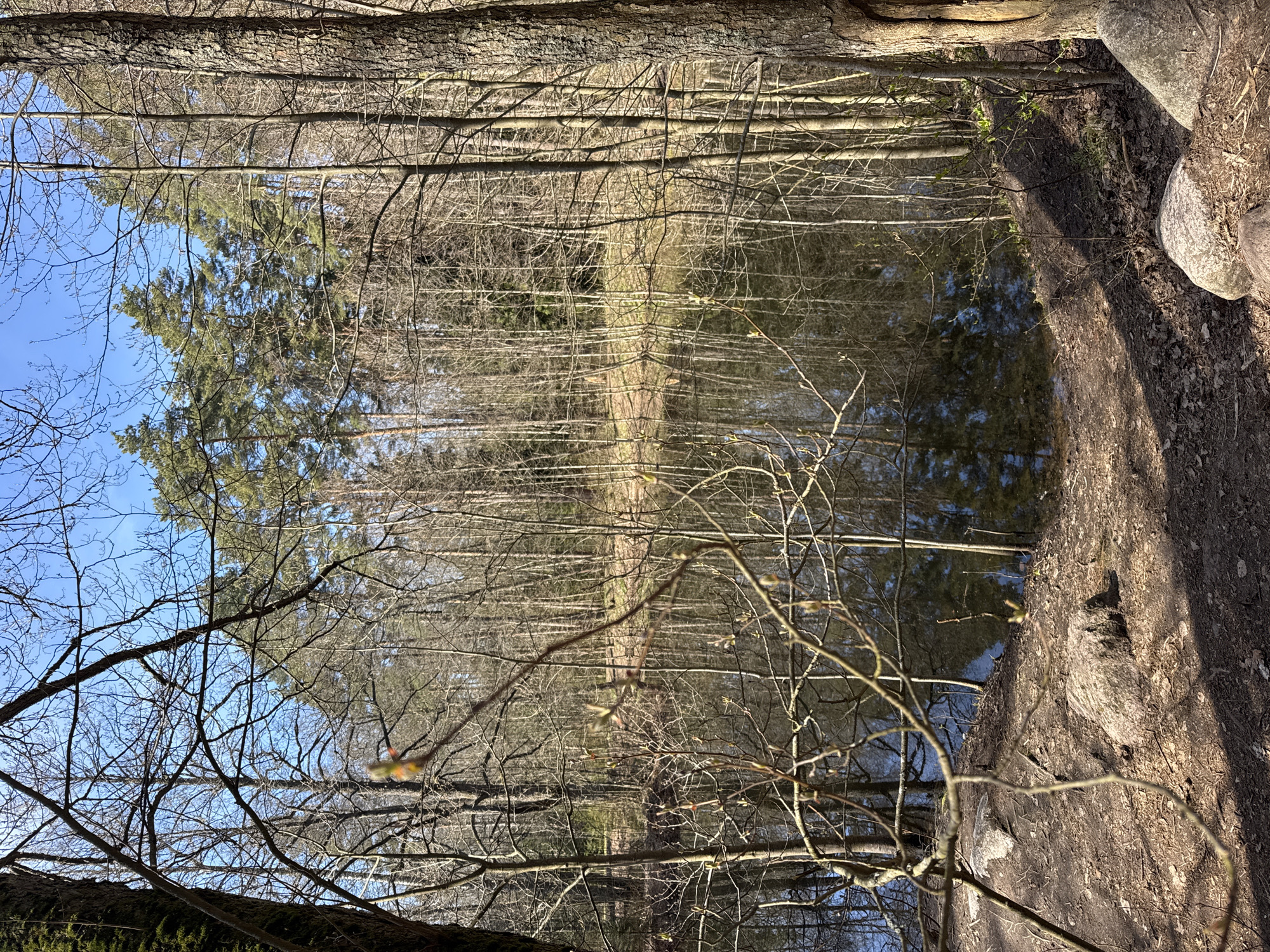 The image depicts a forest scene in Zelenogorsk, Russia. Bare trees dominate the background, their reflections visible in the still water of a pond or lake. A small patch of evergreen trees stands out against the backdrop of leafless branches. In the foreground, a rocky shoreline is visible, with exposed tree roots and leaf litter on the ground. A blue sky is visible through the branches in the upper left corner. The image is taken from a low angle, giving a sense of looking up into the forest canopy.