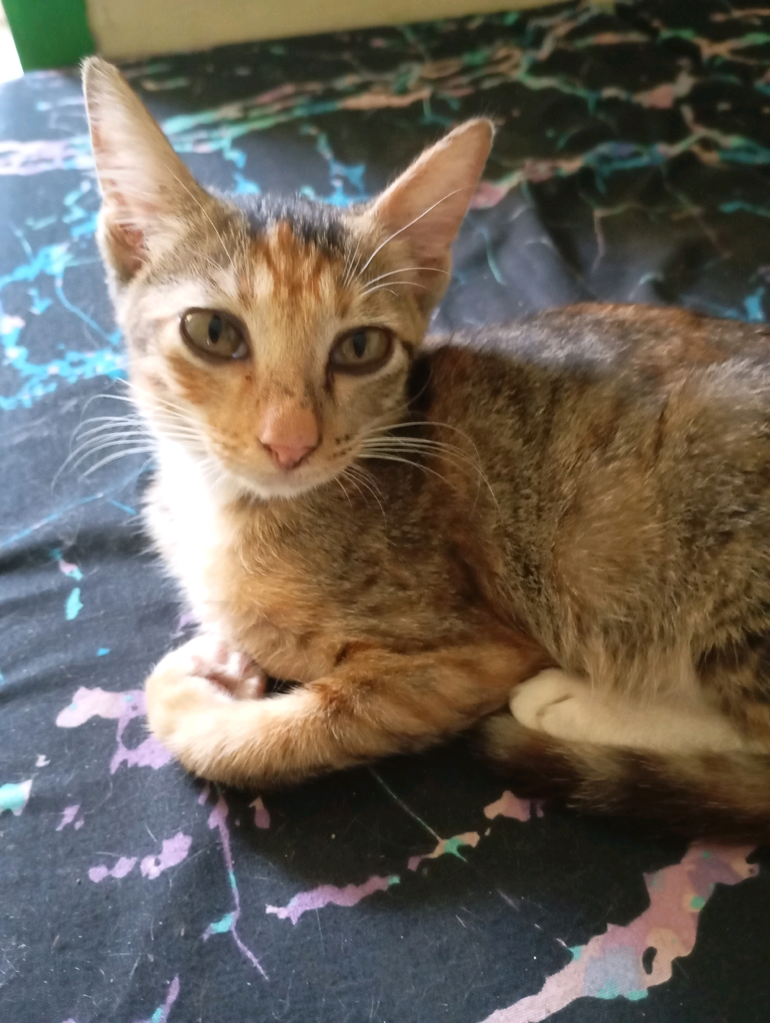 A calico kitten is lying down on a black patterned blanket. The kitten is facing forward, with its eyes open and looking at the camera. Its paws are tucked under its chest. The blanket has abstract white, purple, and teal splatters on it. A green object is visible in the upper left corner of the image. The scene is indoors, likely a domestic setting within the city of Balikpapan, Indonesia.